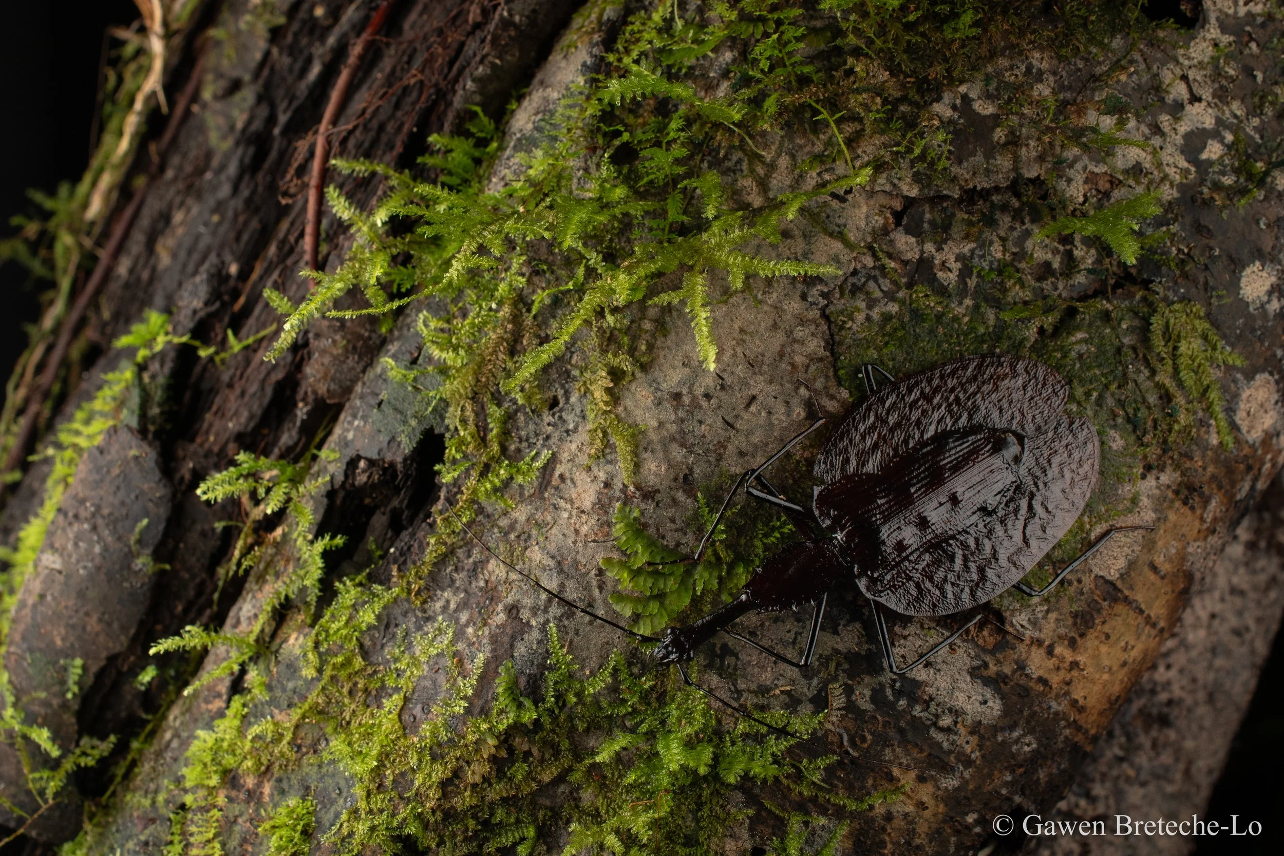 The bizarre Violin Beetle, a fungus specialist, is capable of ejecting a foul acid for self defence (Tawau, Sabah)
