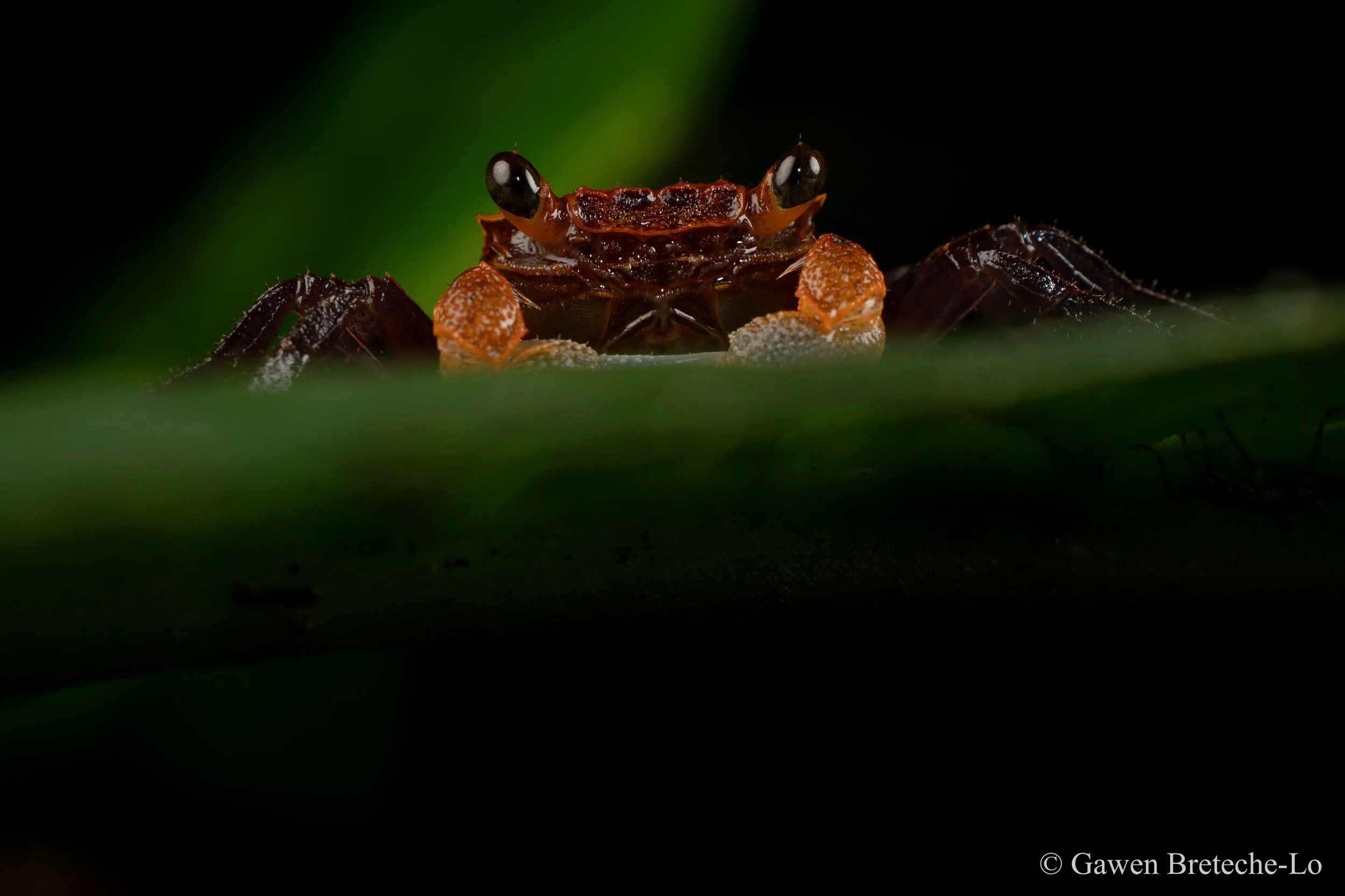 A ghostly terrestrial crab stands guard amidst the foliage (Tawau, Sabah)