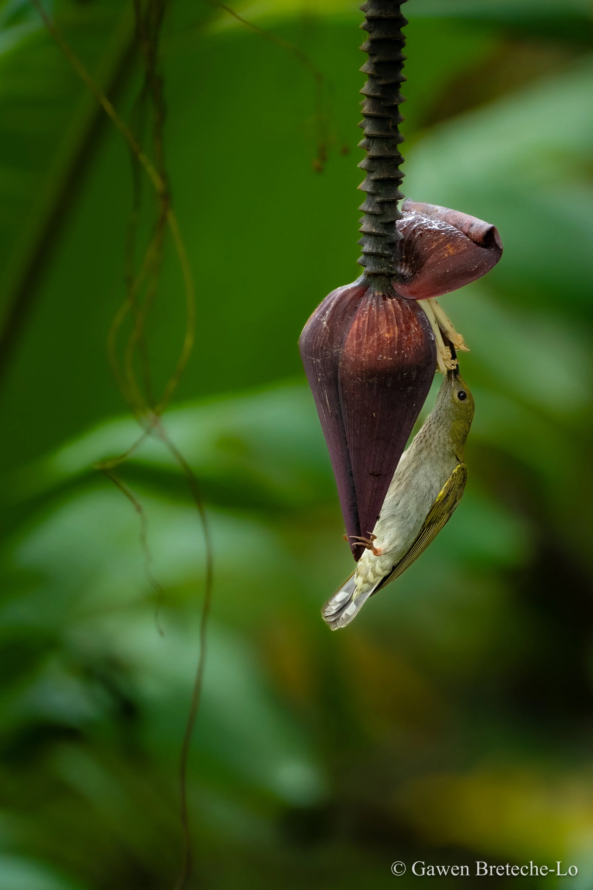 A less-observed Gray-breasted Spiderhunter  feeding on a banana flower (Penrissen, Sarawak)