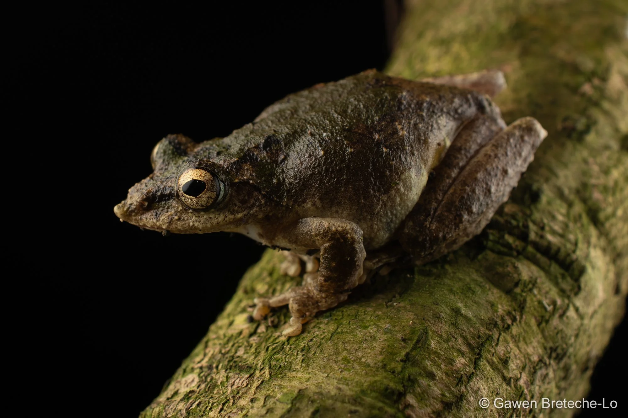 Hainan Frilled Treefrog (Kurixalus hainanus), South Vietnam 2026