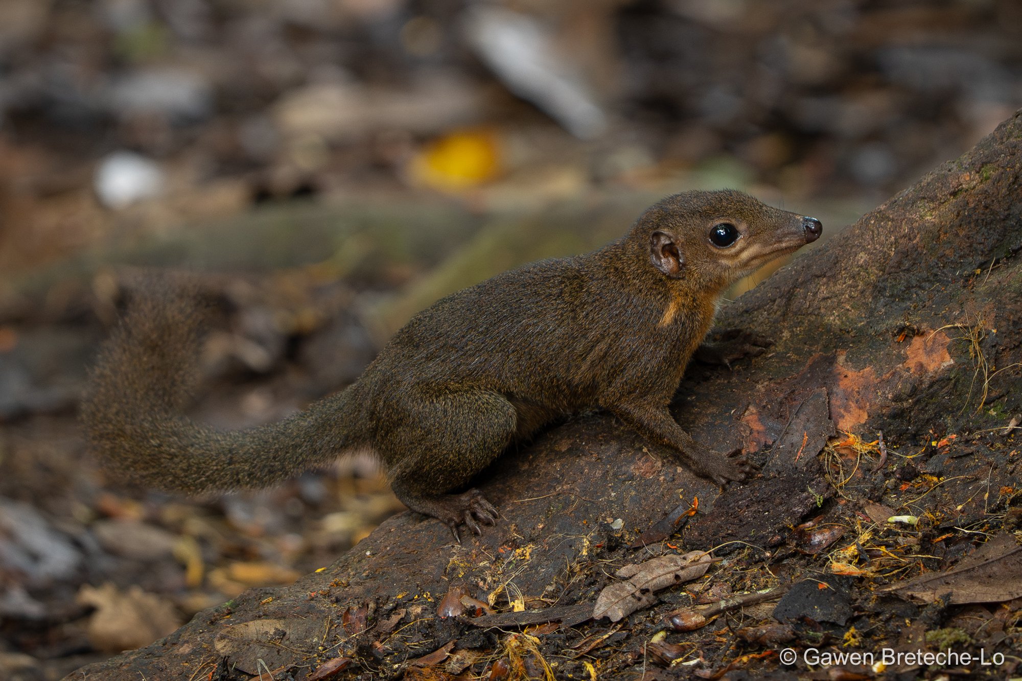 Mountain Treeshrew (Tupaia montana) ● Sabah, Borneo 2024