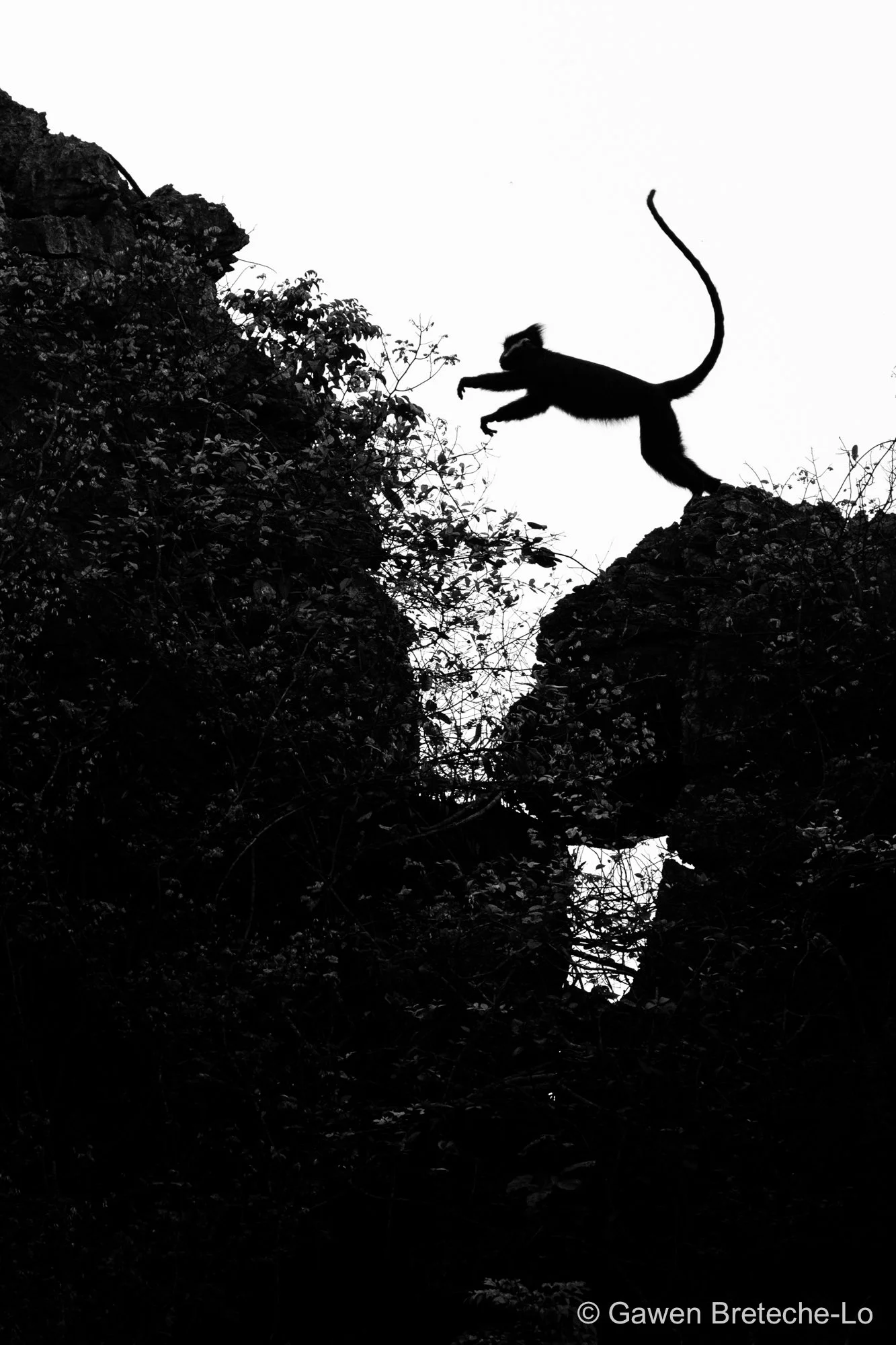 Hatinh Lutung (Trachypithecus hatinhensis), Central Vietnam 2026