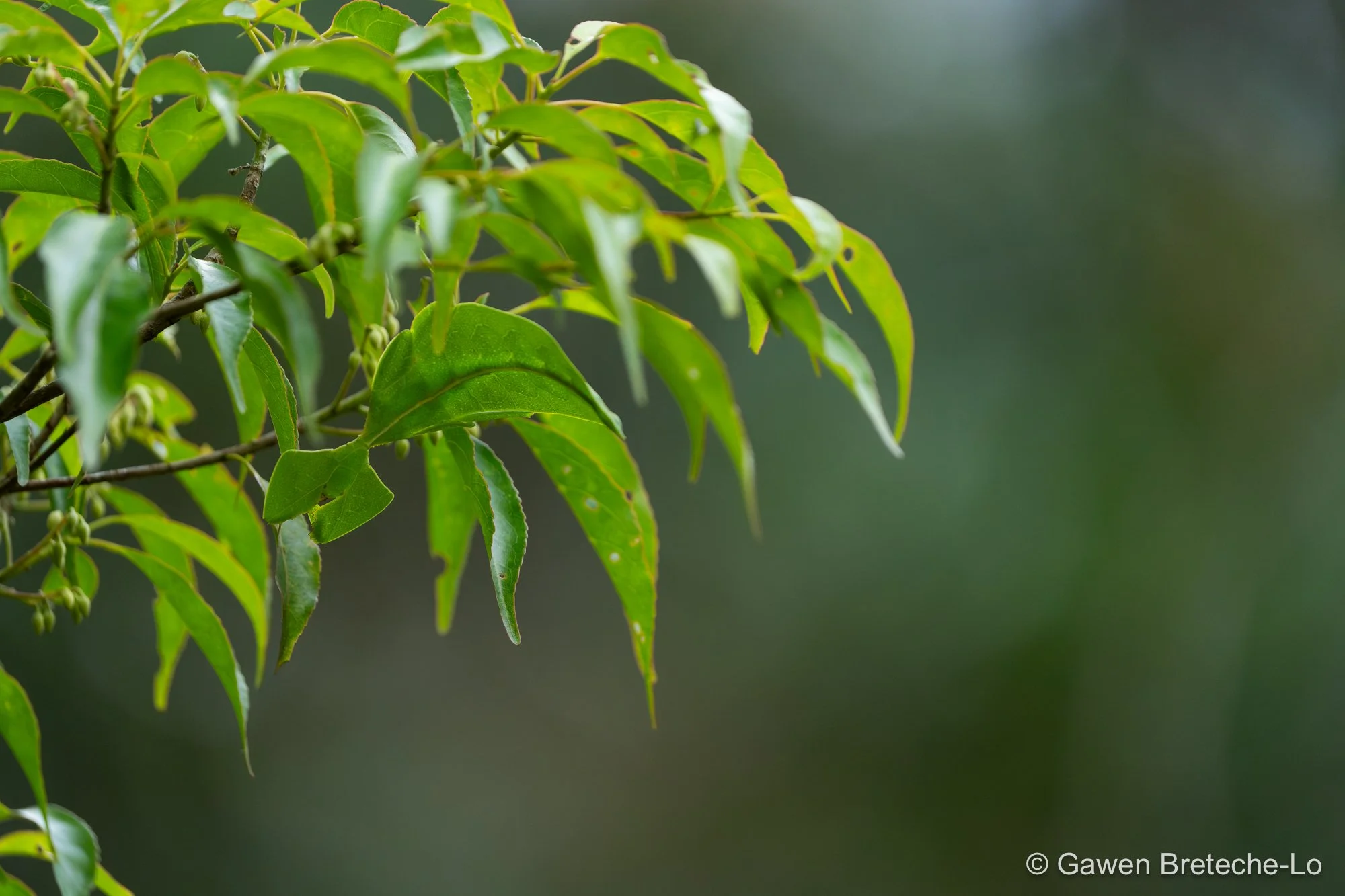 Leaf Insect (Cryptophyllium sp.), Central Vietnam 2026