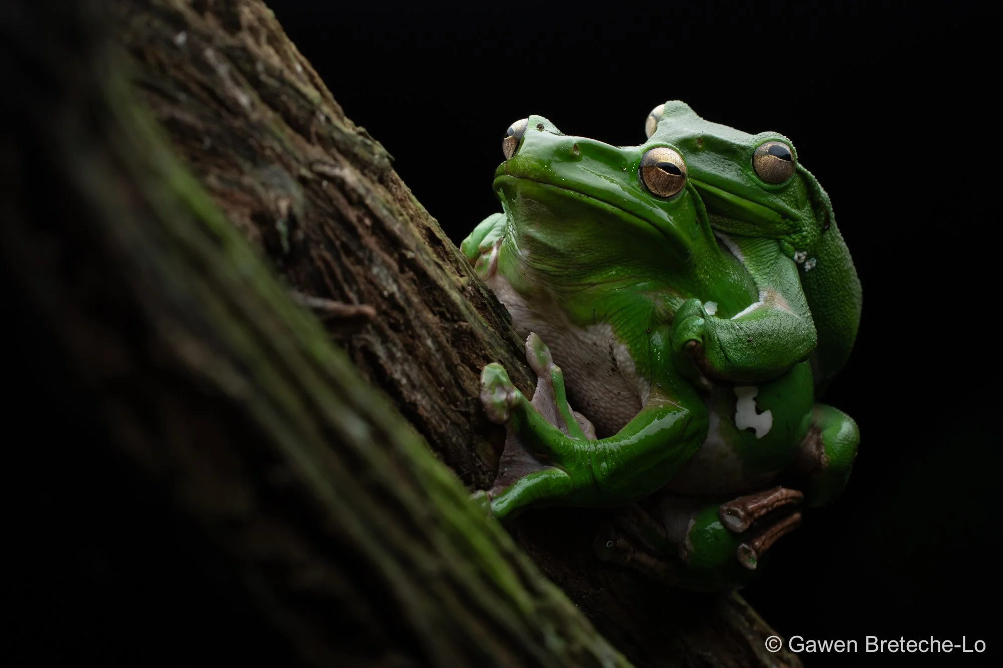 Chinese Flying Frog (Zhangixalus dennysi), South Vietnam 2026