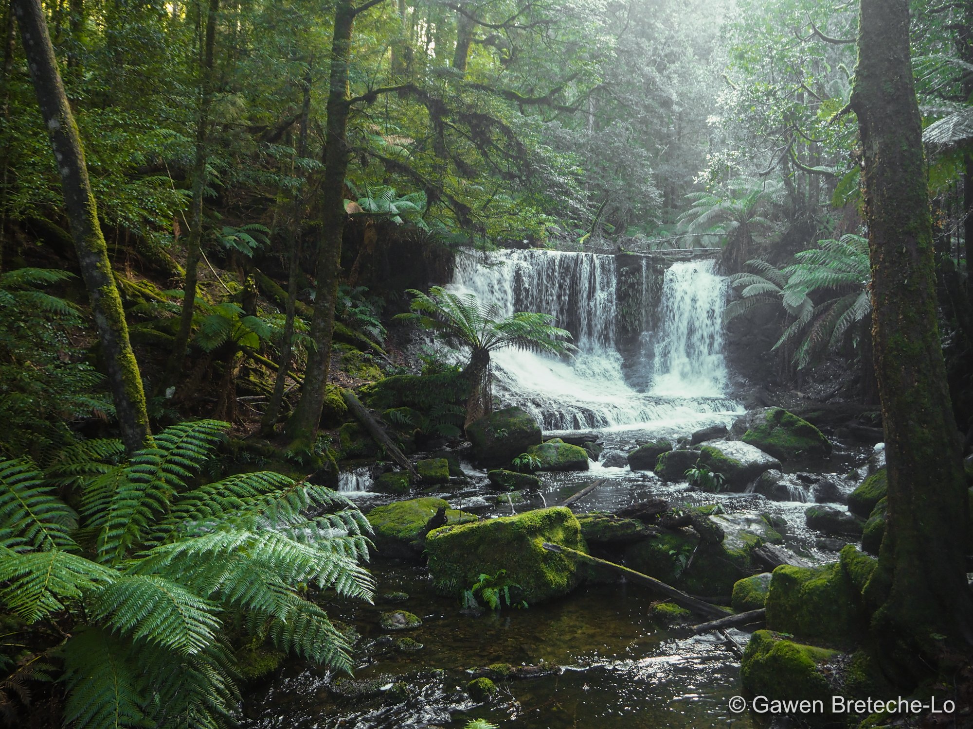 Waterfall in a misty temperate forest ● Tasmania, Australia 2017