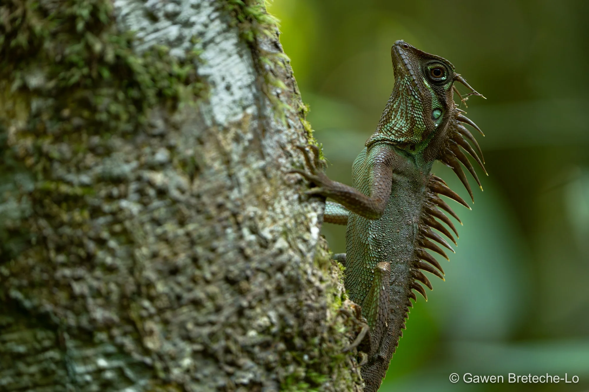 Gia Lai Pricklenape (Acanthosaura nataliae), Central Vietnam 2026