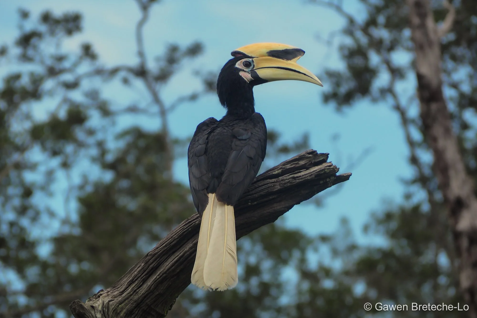 Oriental Pied Hornbill
(Anthracoceros albirostris) ● Sabah, Borneo 2017