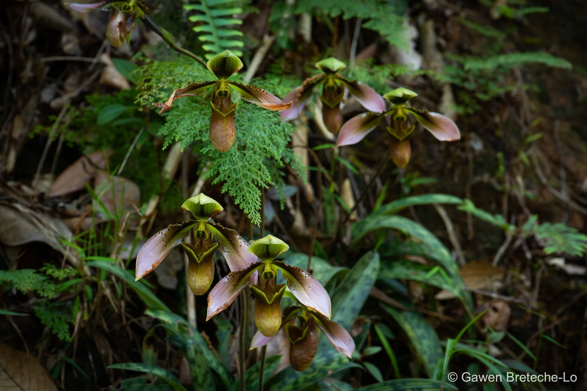 Slipper Orchid (Paphiopedilum appletonianum), Central Vietnam 2026