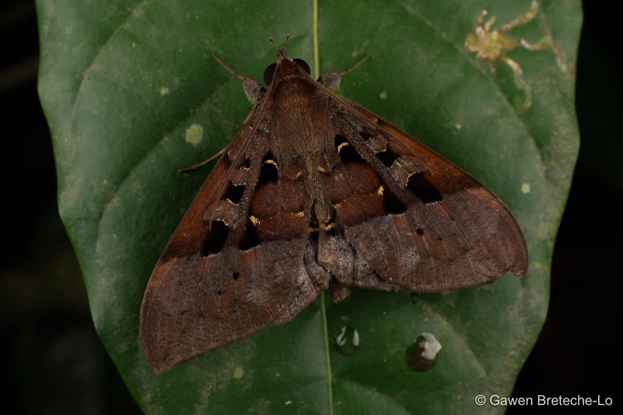 Moth (Ischyja subreducta), Perak, Malaysia 2026