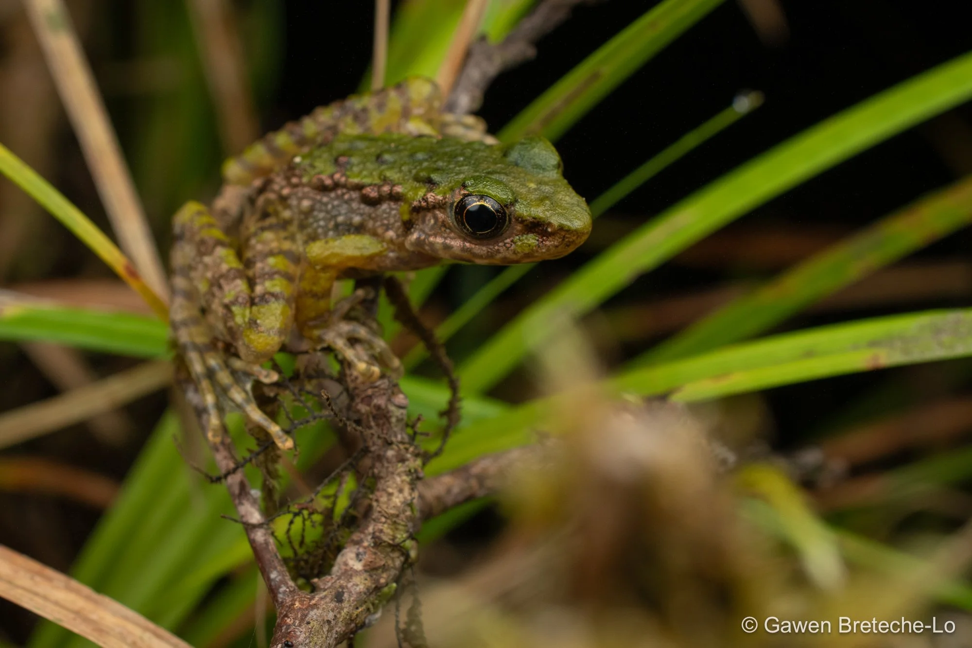 Chapa Torrent Frog (Odorrana chapaensis), North Vietnam 2026