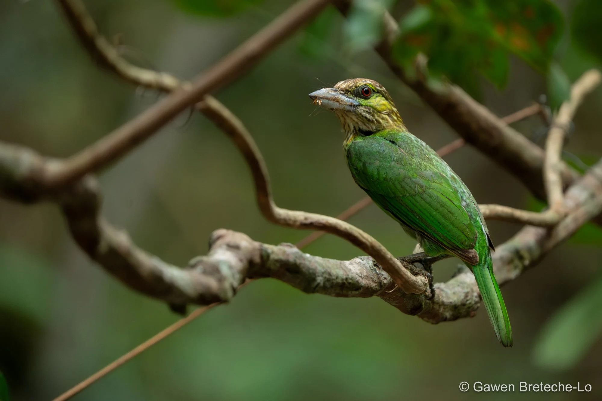 Green-eared Barbet (Psilopogon faiostrictus), South Vietnam 2026