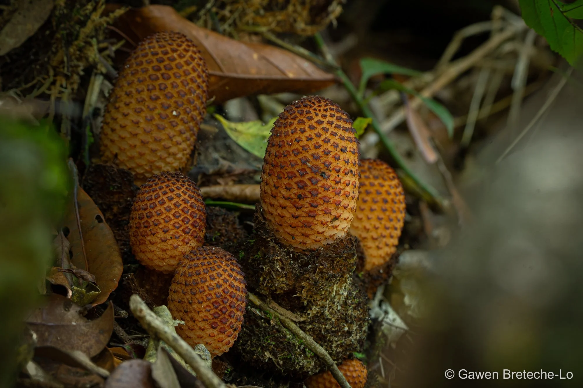 Root parasite (Rhopalocnemis phalloides), Central Vietnam 2026