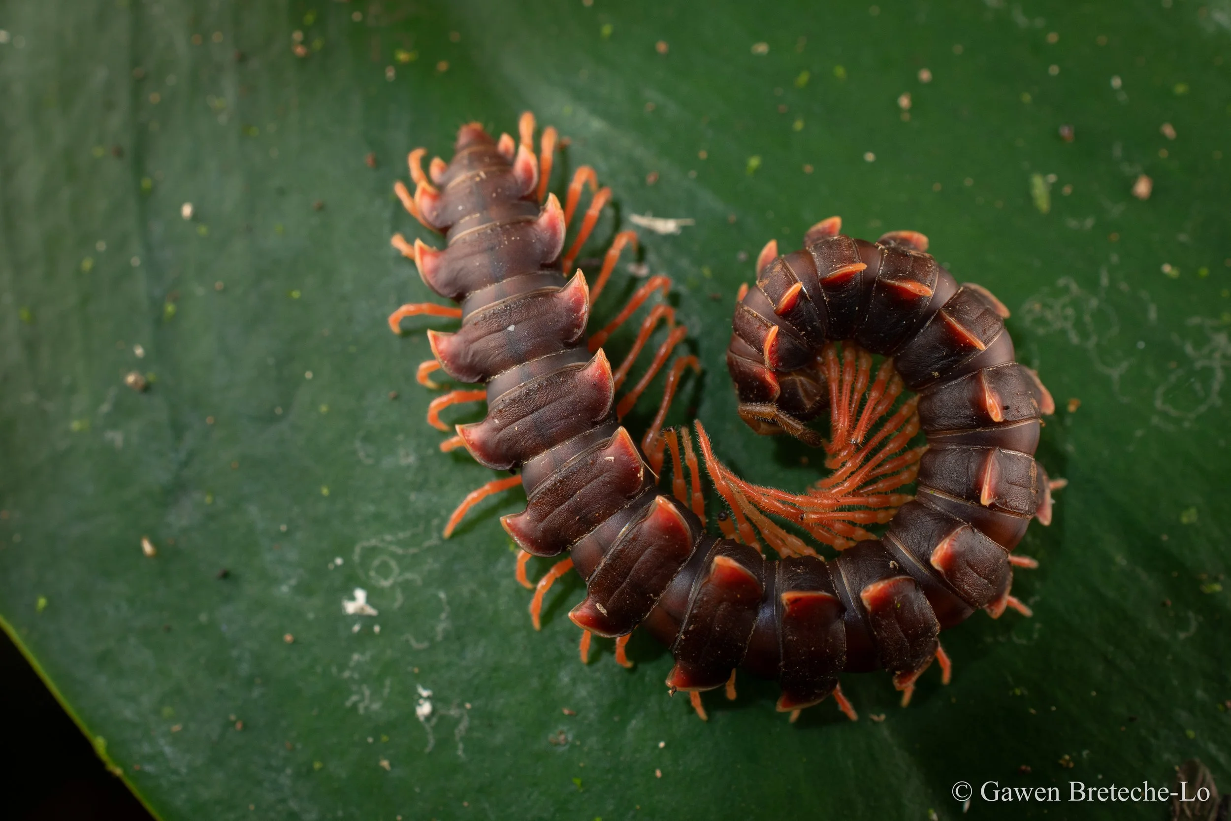 A Paradoxical Keeled Millipede which mimics venomous centipedes (Tawau, Sabah)