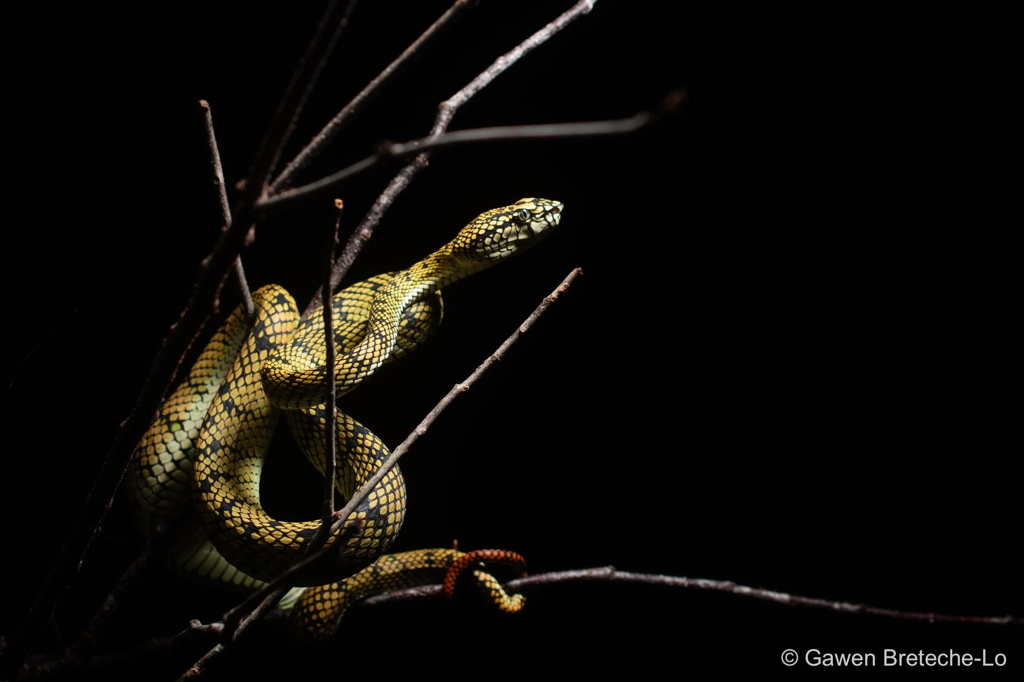 Sumatra Pit Viper (Trimeresurus sumatranus) ● Sarawak, Borneo 2020