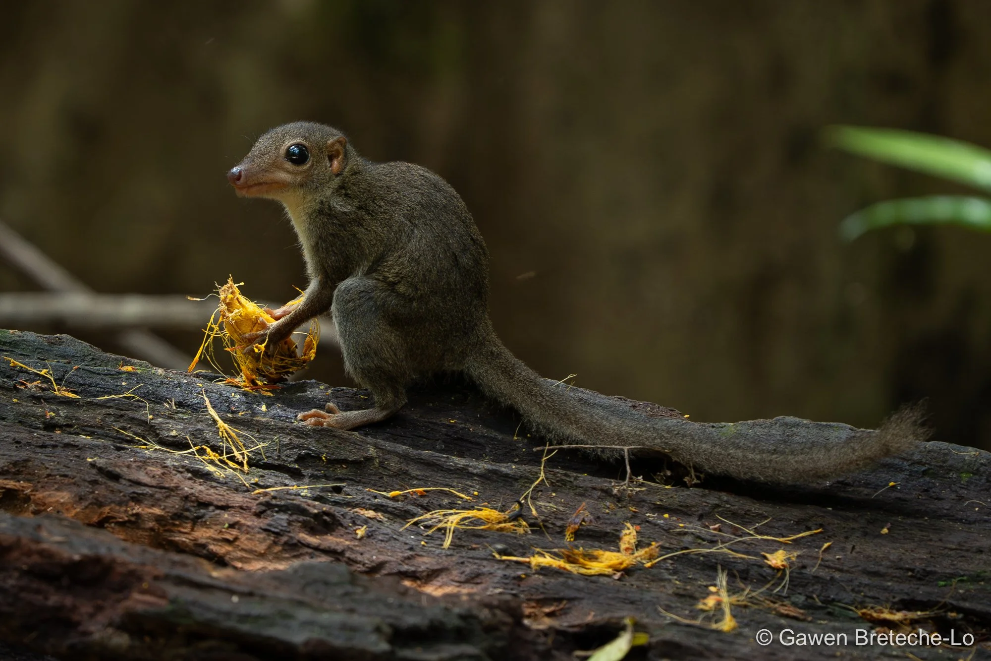 Slender Treeshrew (Tupaia gracilis) ● Sabah, Borneo 2024