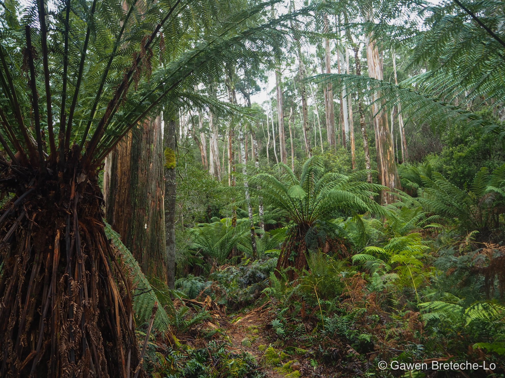 Large tree-ferns in a temperate forest ● Tasmania, Australia 2017