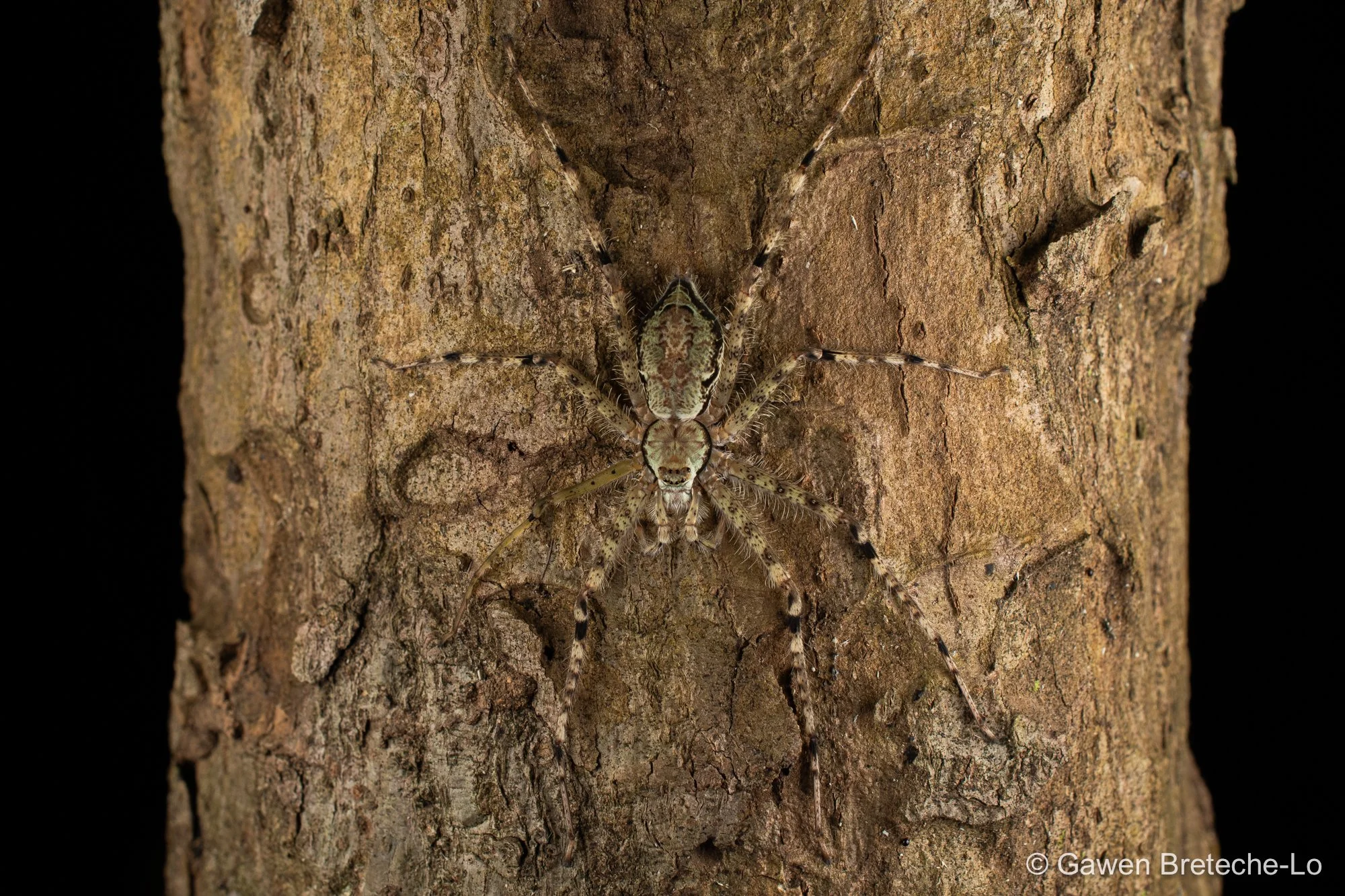 Lichen Spider (Pandercetes sp.), South Vietnam 2026