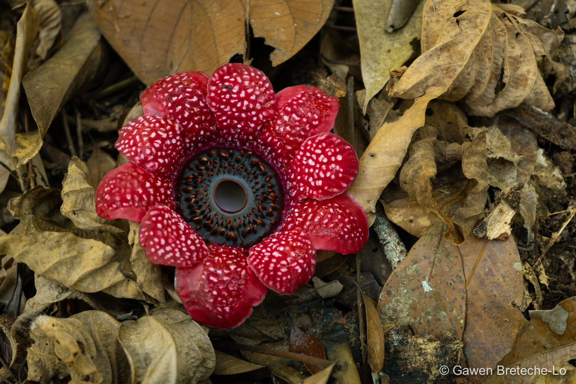 Himalayan Sapria (Sapria himalayana), Central Vietnam 2026