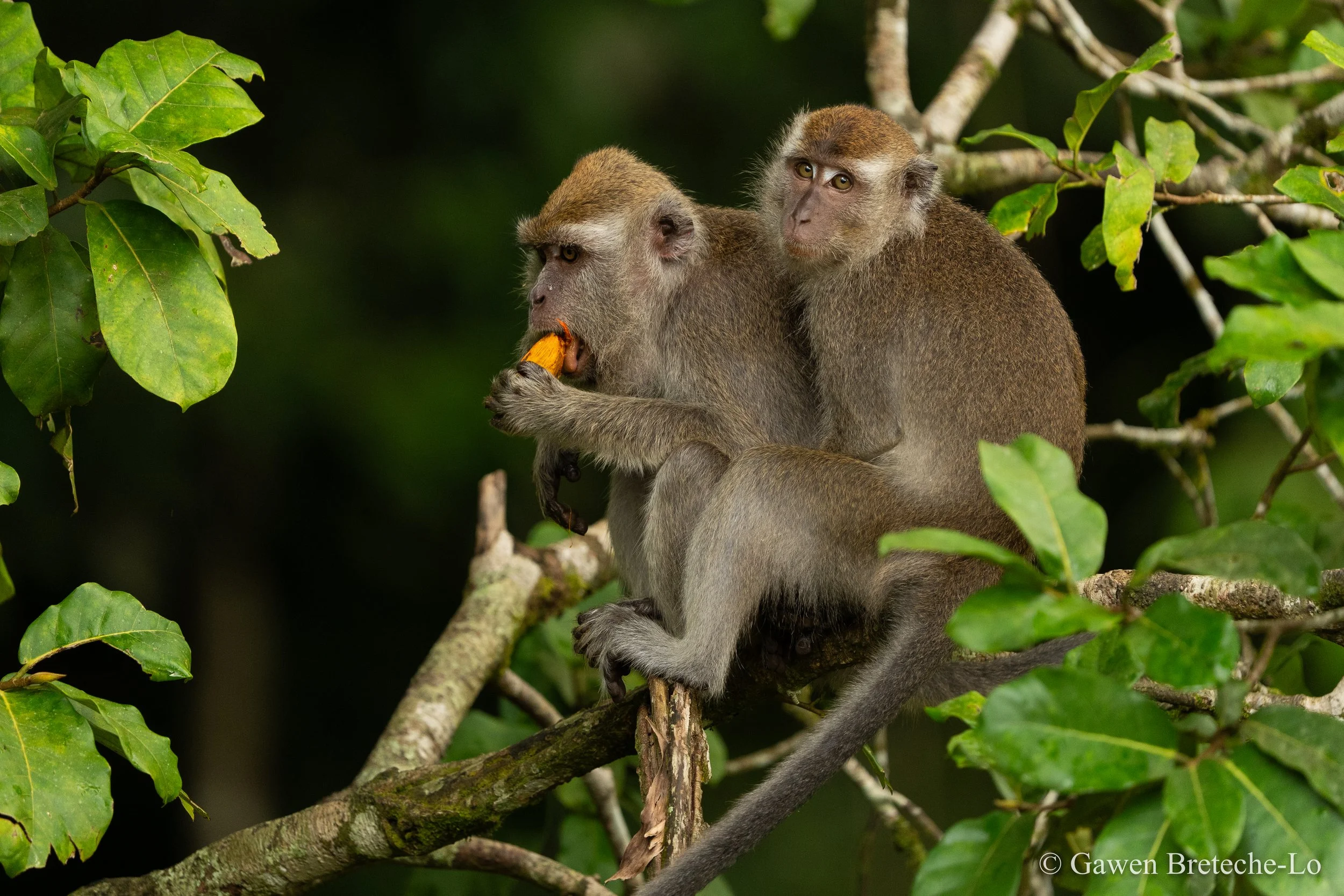 Long-tailed Macaque (Macaca fascicularis), Sabah, Borneo 2026