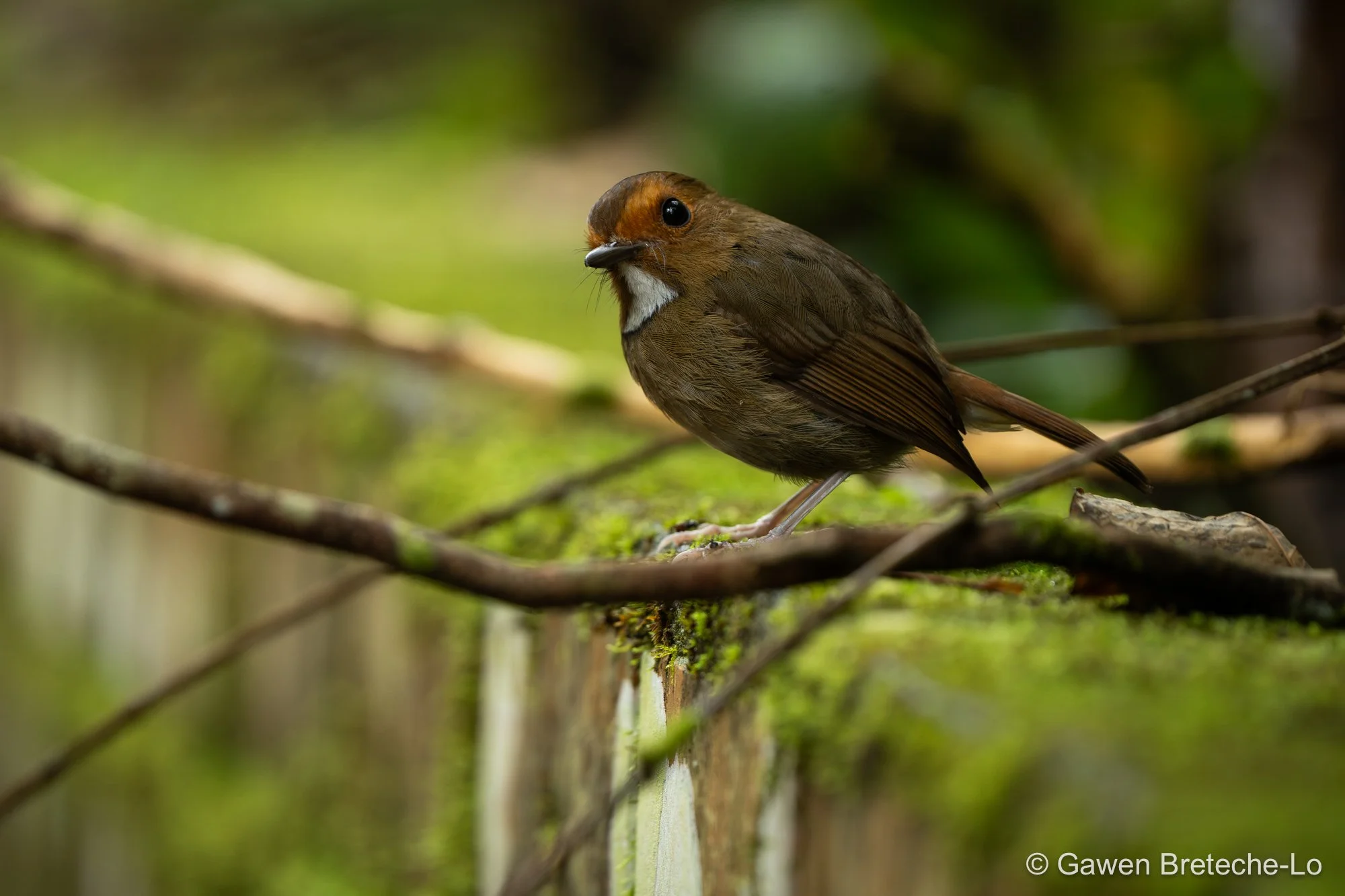 Rufous-browed Flycatcher (Anthipes solitaris), Pahang, Malaysia 2026