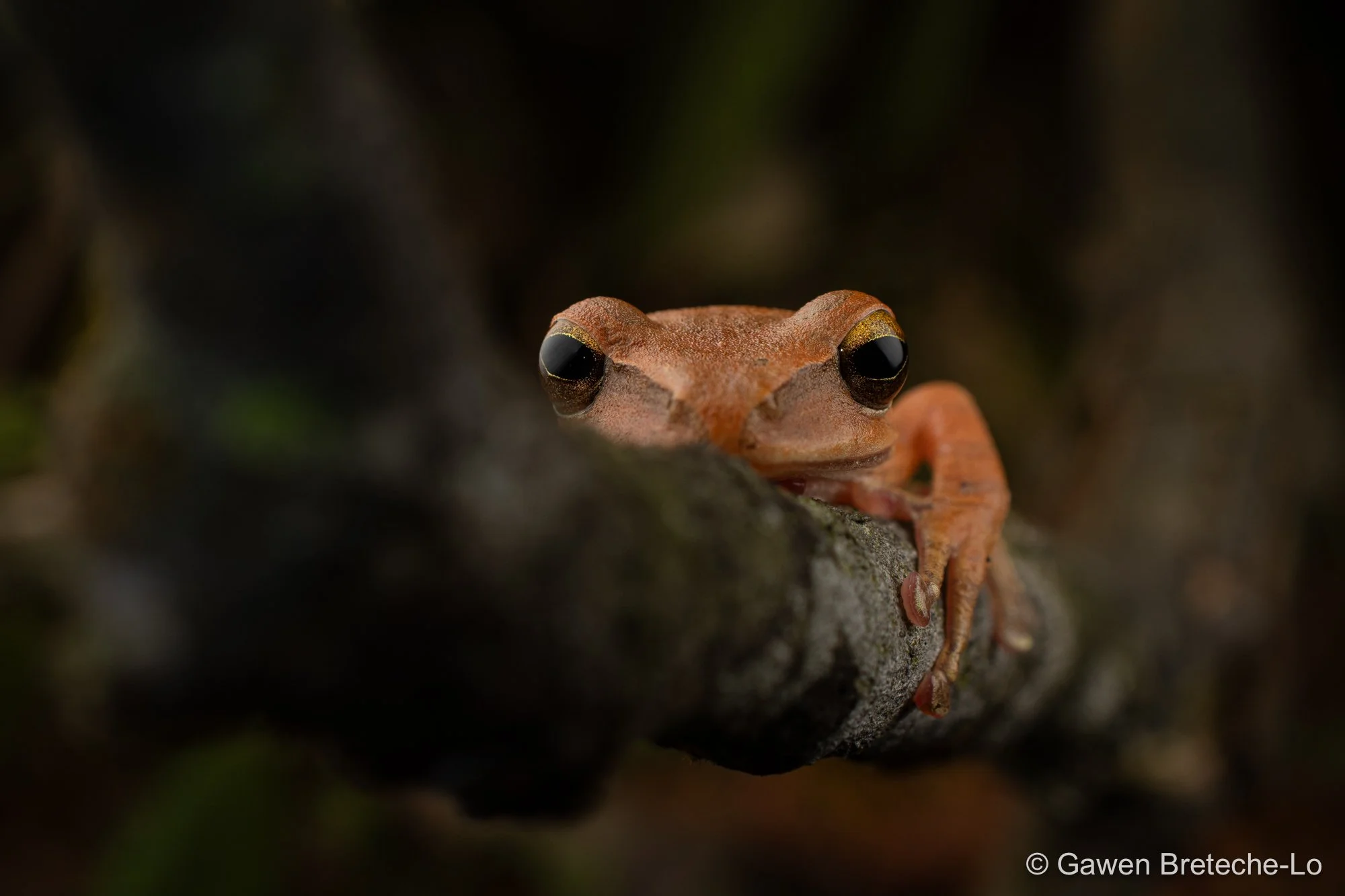 Spot-legged Tree Frog (Polypedates megacephalus), Central Vietnam 2026