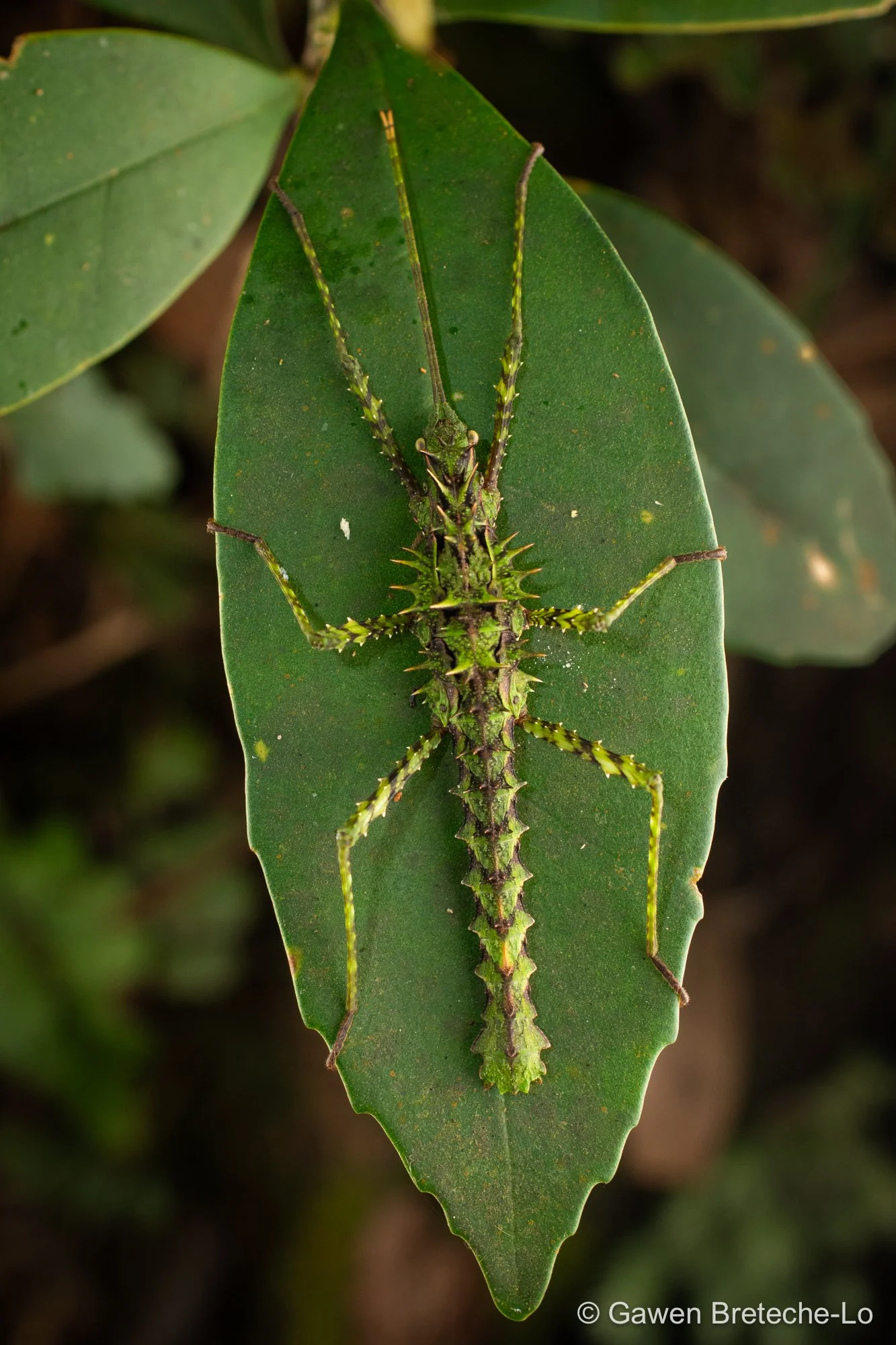 Spiny Stick Insect (family Lonchodidae), Central Vietnam 2026