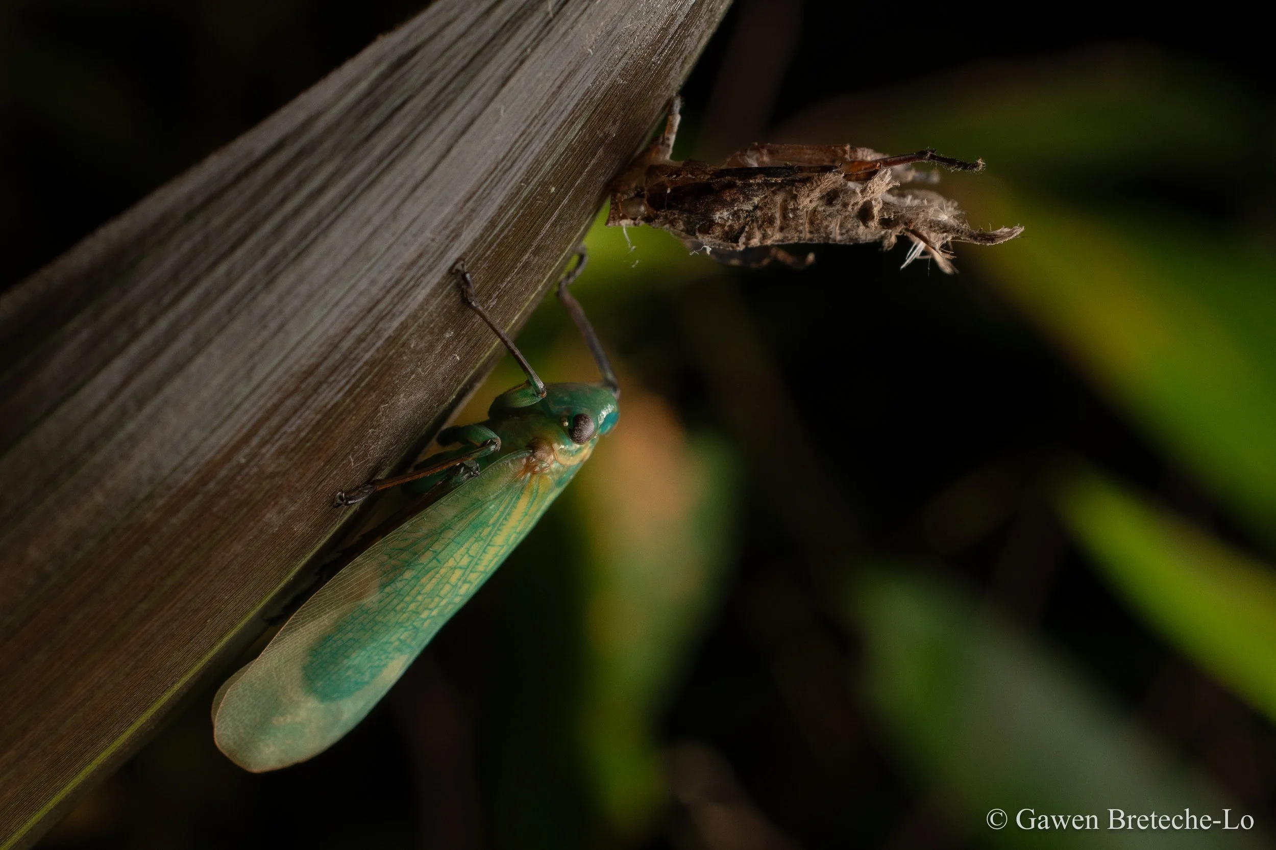 Squathopper with nymph (family Eurybrachidae), Sabah, Borneo 2026