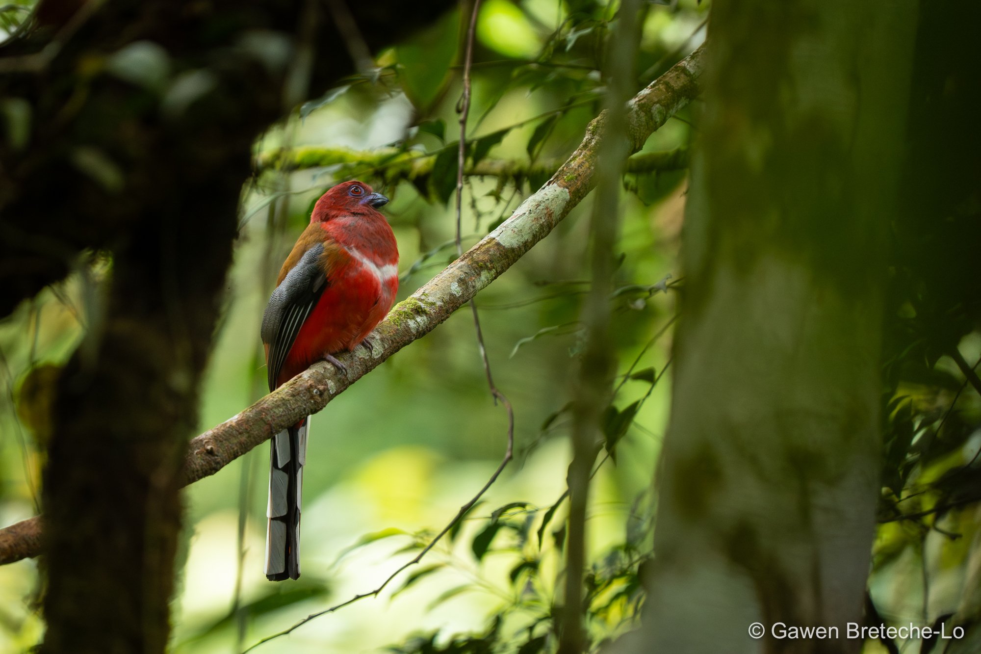 Red-headed Trogon (Harpactes erythrocephalus), Pahang, Malaysia 2026