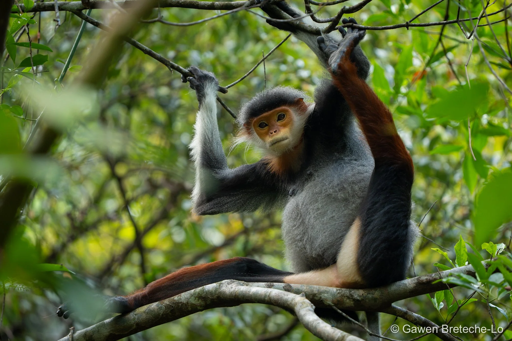 Red-shanked Douc Langur (Pygathrix nemaeus), Central Vietnam 2026