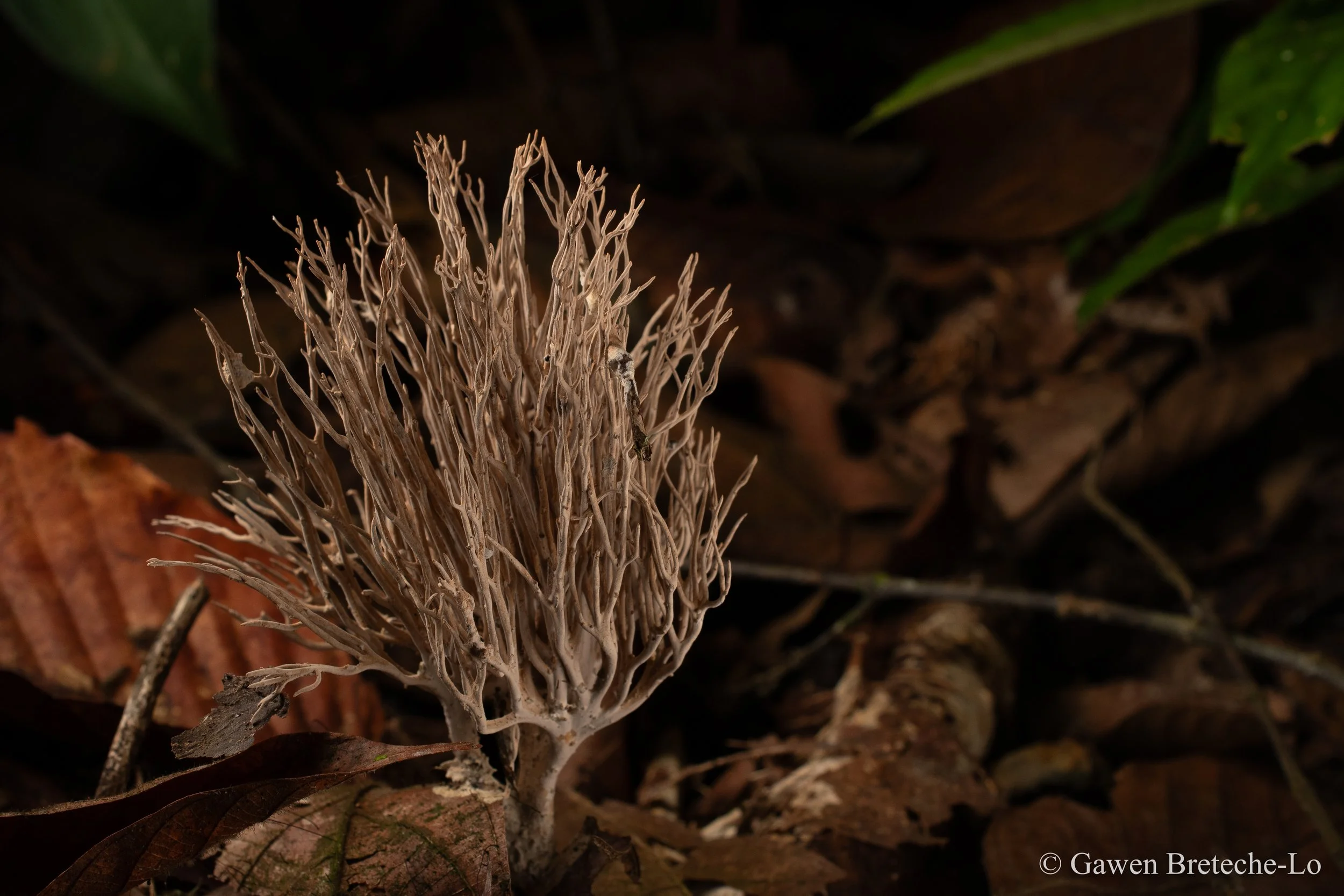 Bizarre Coral Mushrooms sprout across the leaf-littered lowland rainforest floor (Tawau, Sabah)