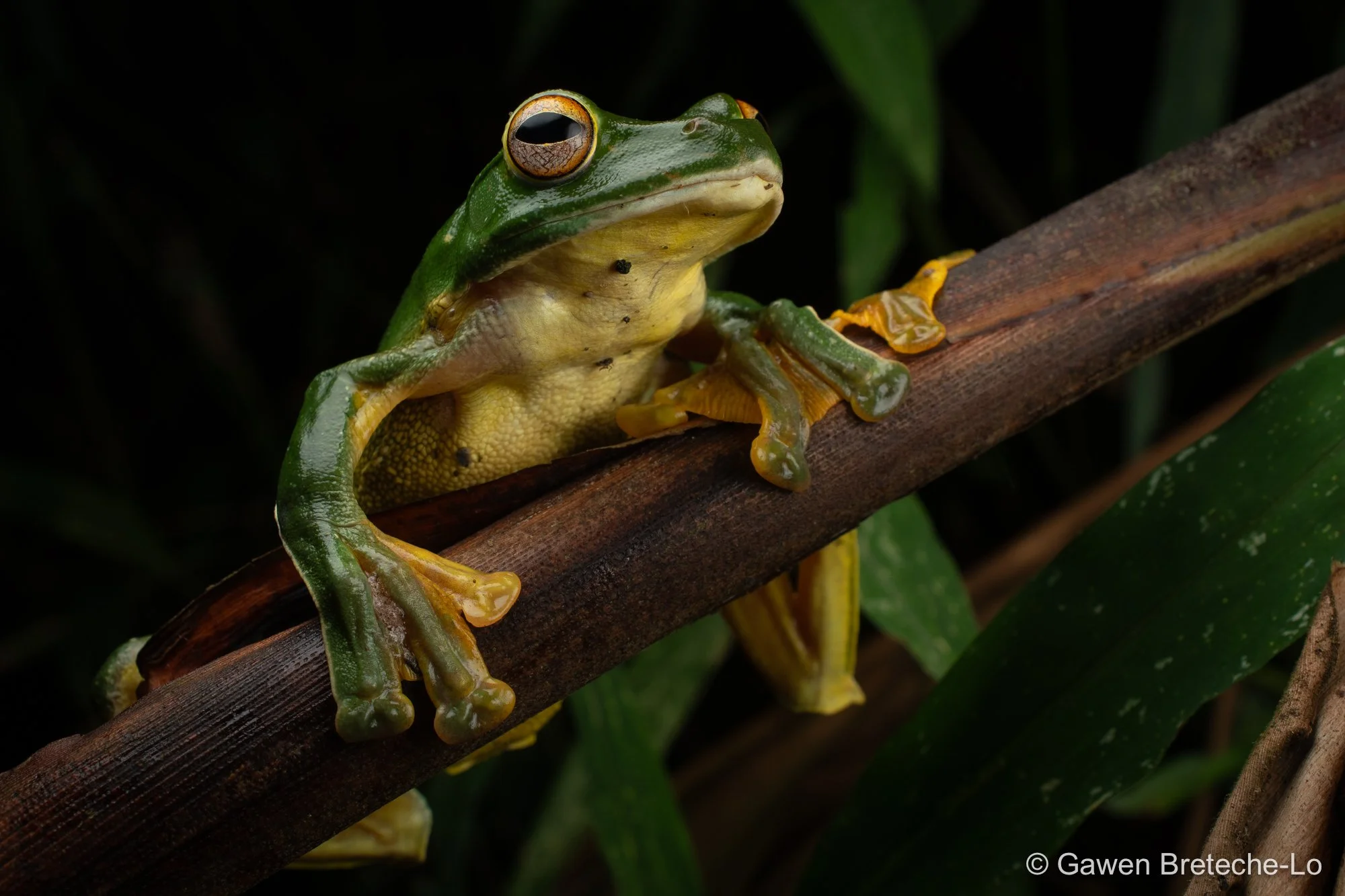 Black-webbed Flying Frog (Rhacophorus kio), South Vietnam 2026
