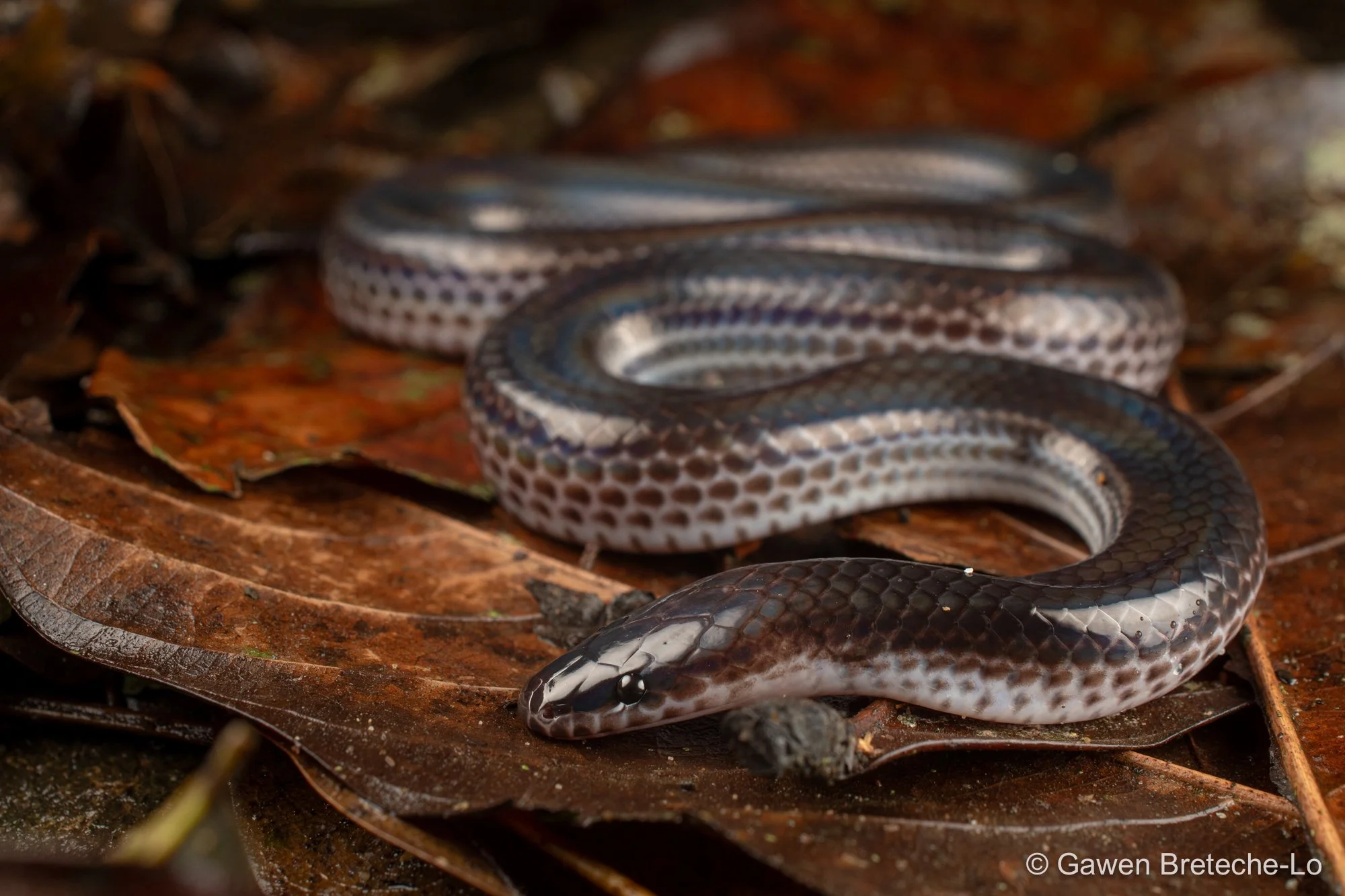 Asian Sunbeam Snake (Xenopeltis unicolor), North Vietnam 2026