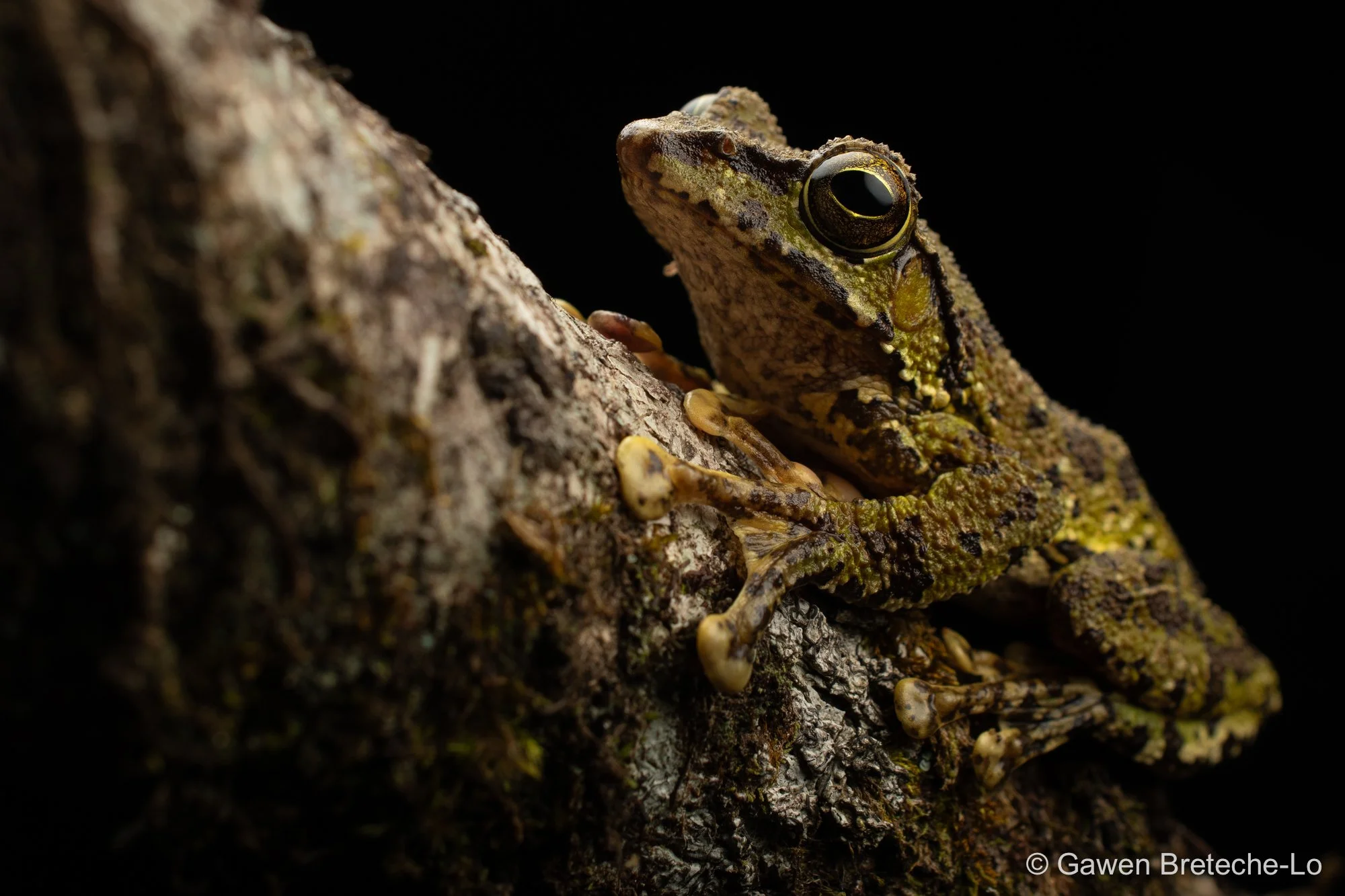 Dubois' Whipping Frog (Zhangixalus duboisi), North Vietnam 2026