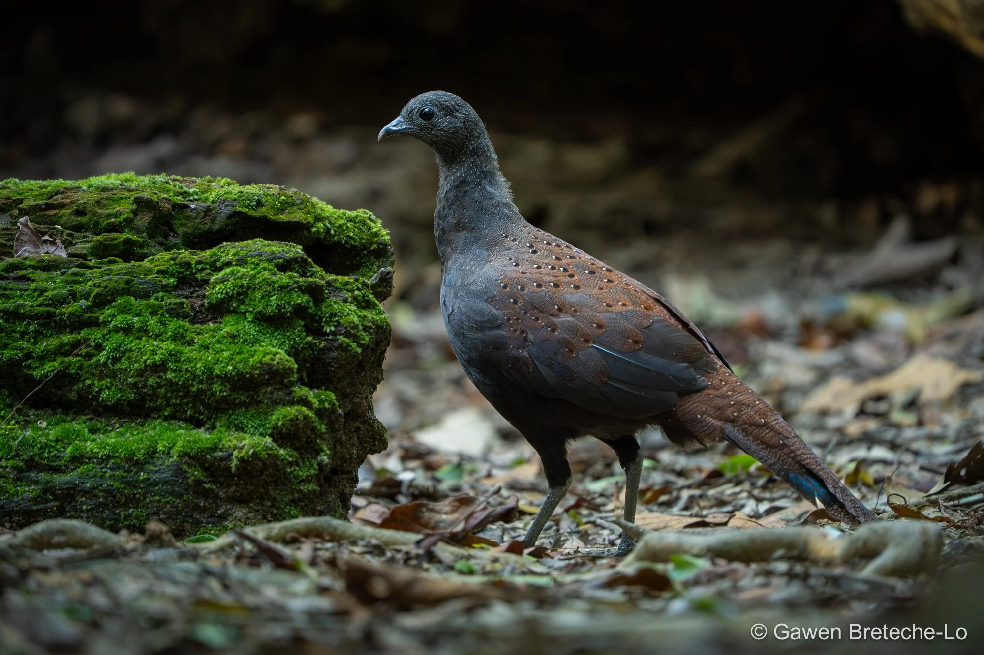 Mountain Peacock-Pheasant (Polyplectron inopinatum), Pahang, Malaysia 2026