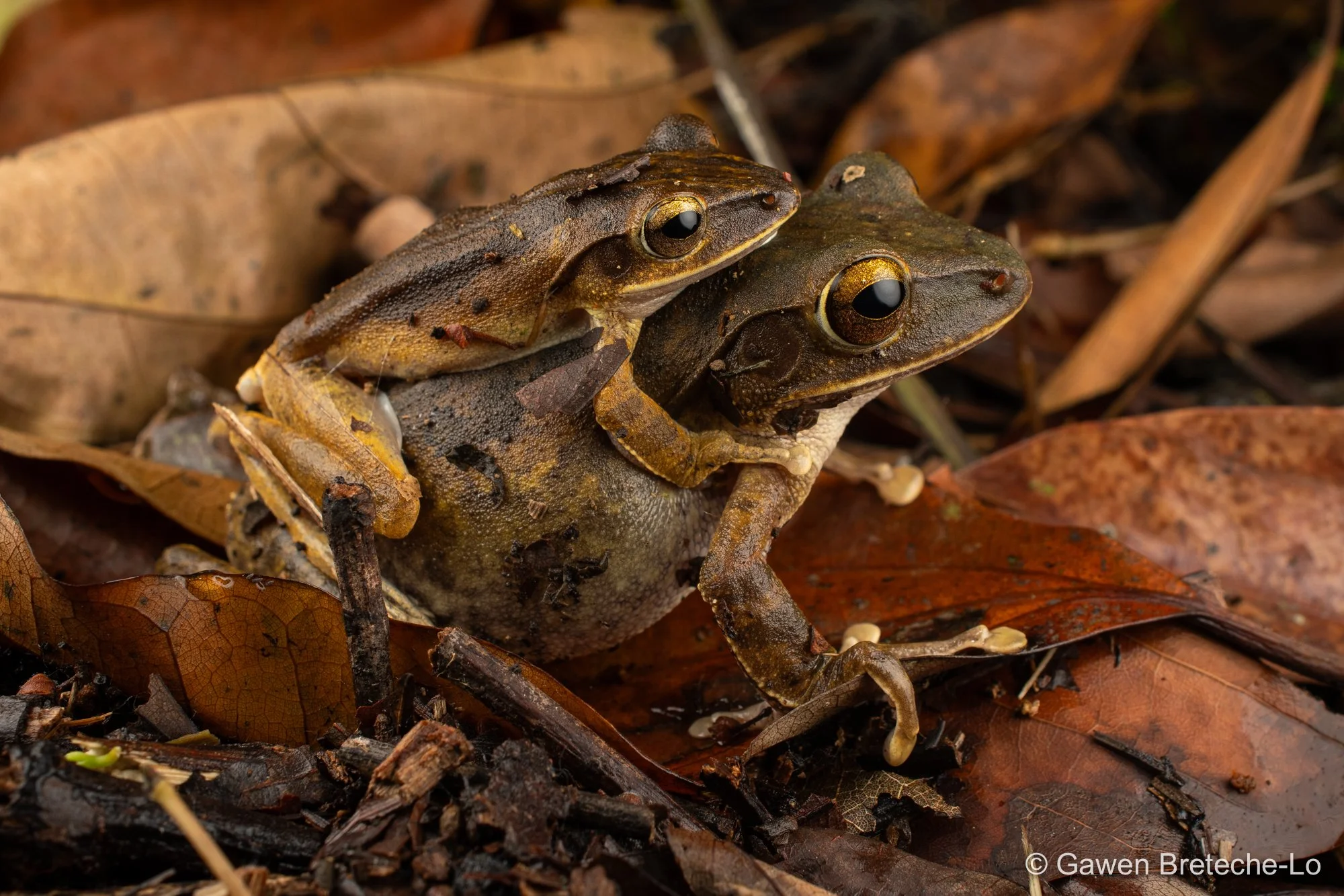 Spot-legged Tree Frog (Polypedates megacephalus), South Vietnam 2026