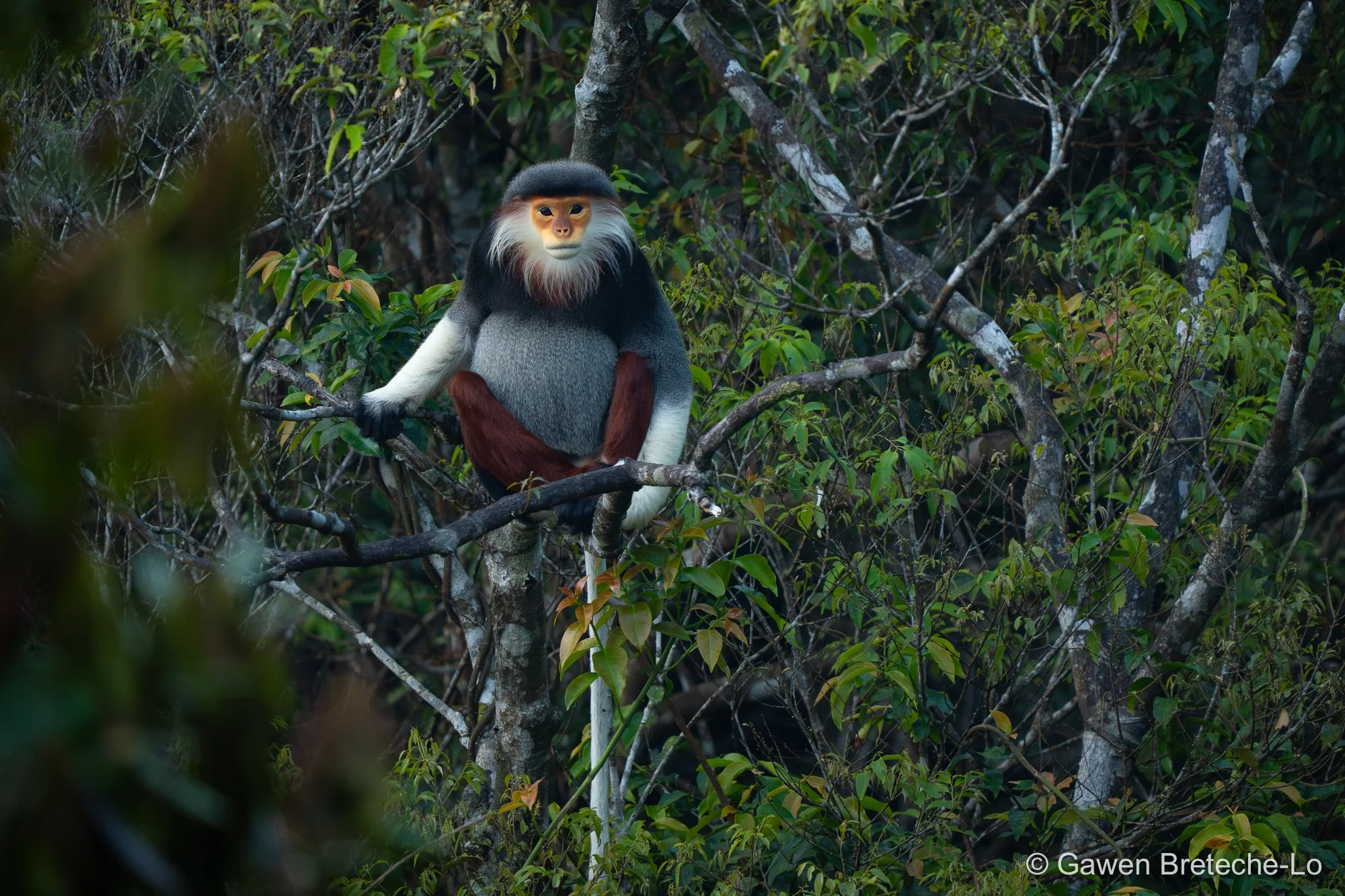 Red-shanked Douc Langur (Pygathrix nemaeus), Central Vietnam 2026