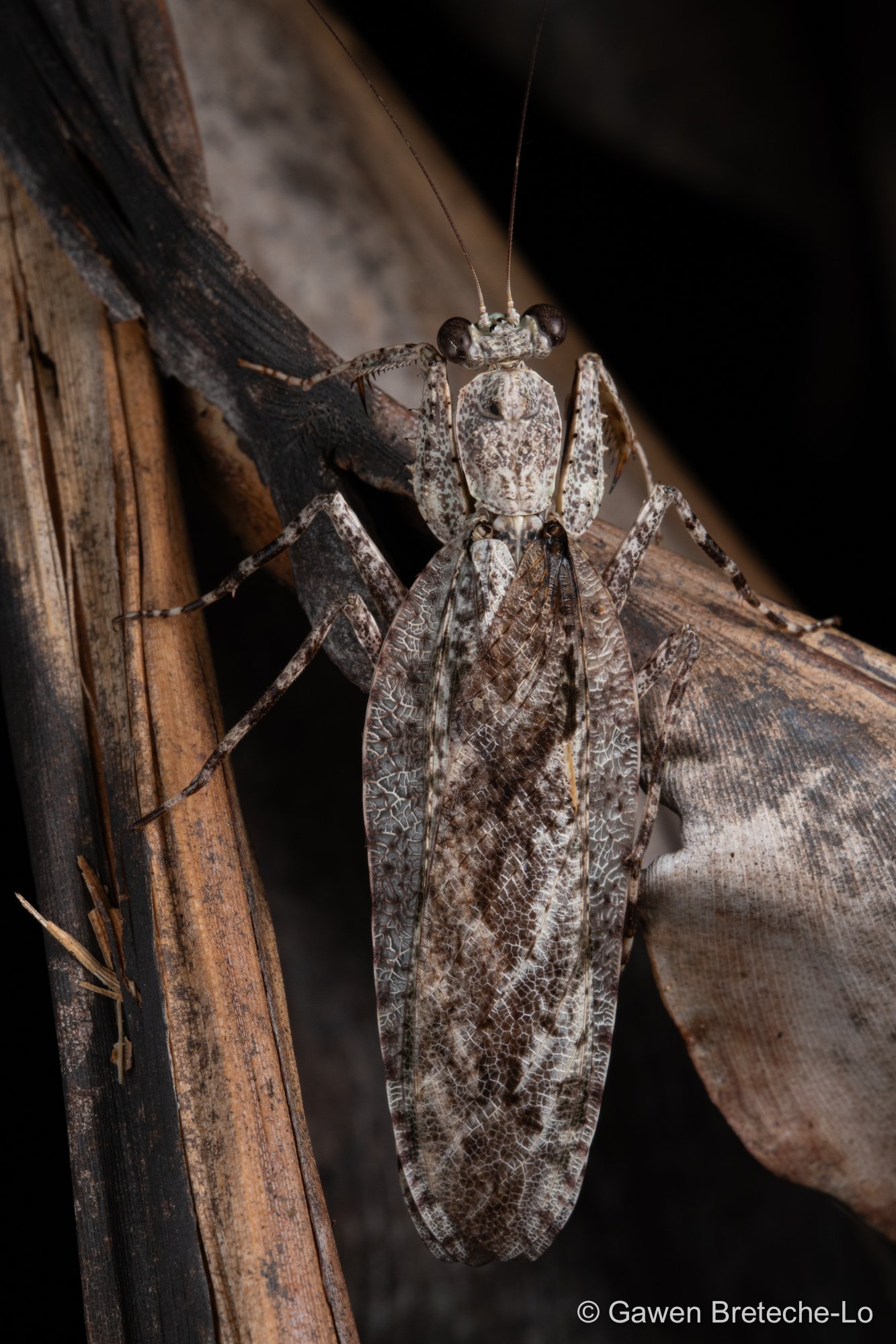 Bark Mantis (Theopompa sp.) ● Sarawak, Borneo 2022