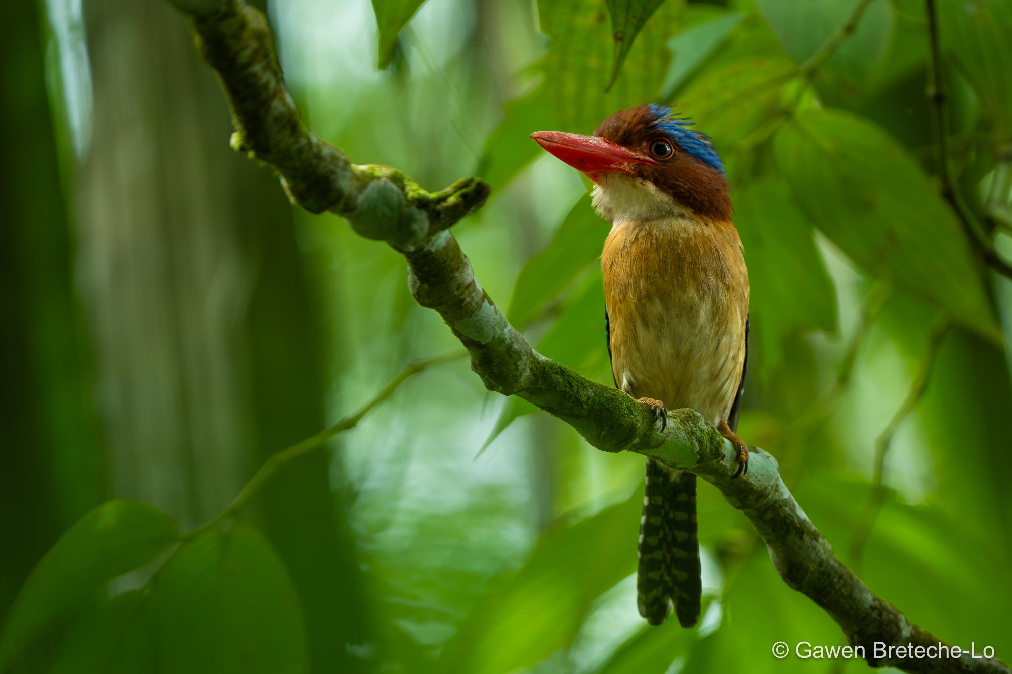 Banded Kingfisher (Lacedo pulchella), Pahang, Malaysia 2026