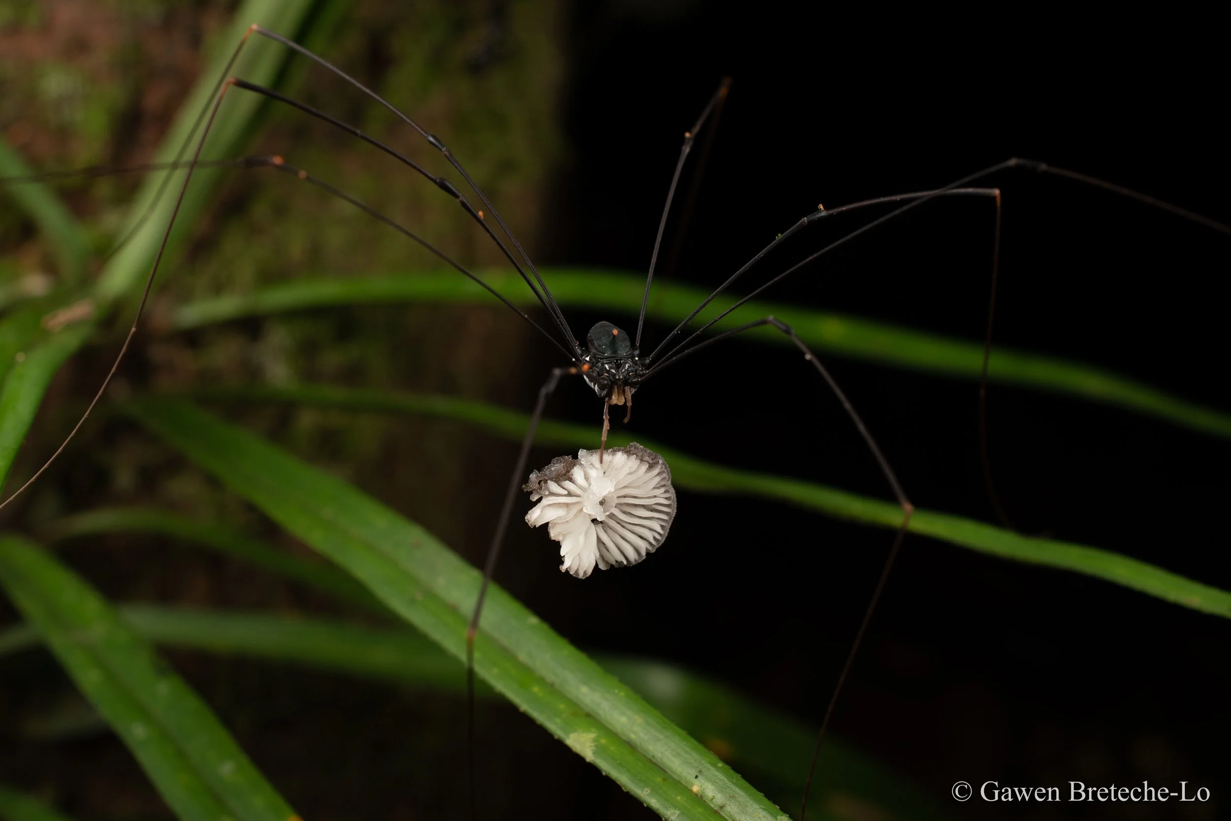 Fungi is a well-documented food source for the lanky Harvestman (Tawau, Sabah)