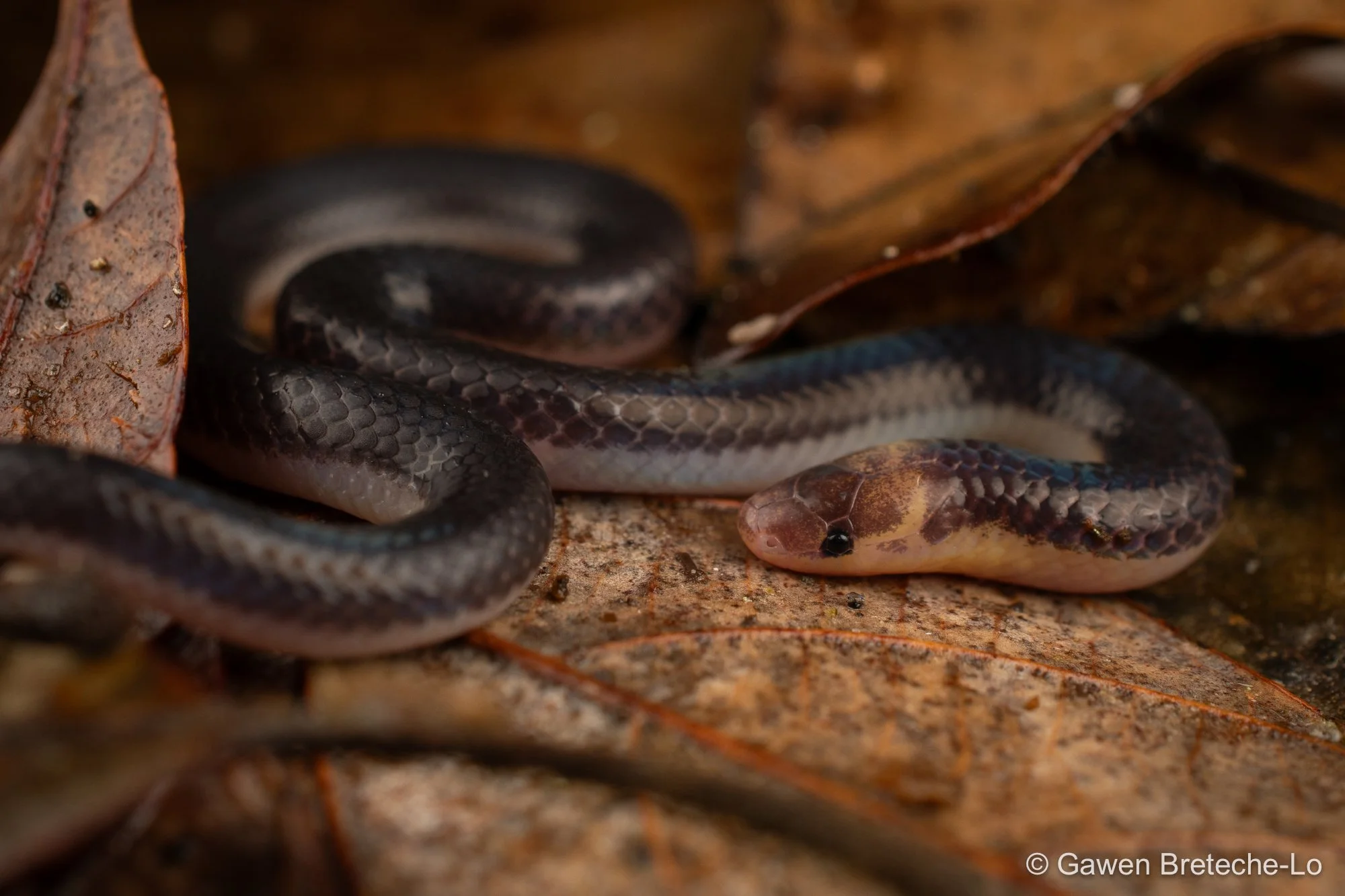 Pink-headed Reed Snake (Calamaria schlegeli), Pahang, Malaysia 2026