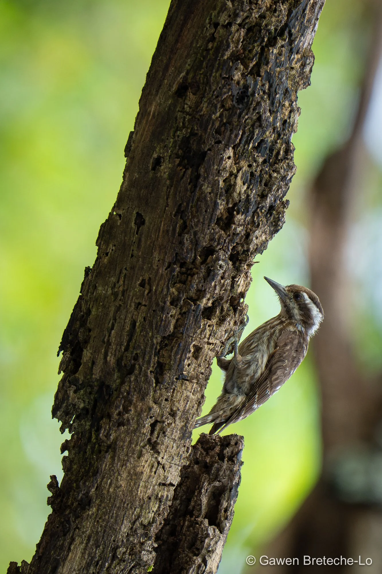 Sunda Pygmy Woodpecker (Yungipicus moluccensis) ● Sabah, Borneo 2024