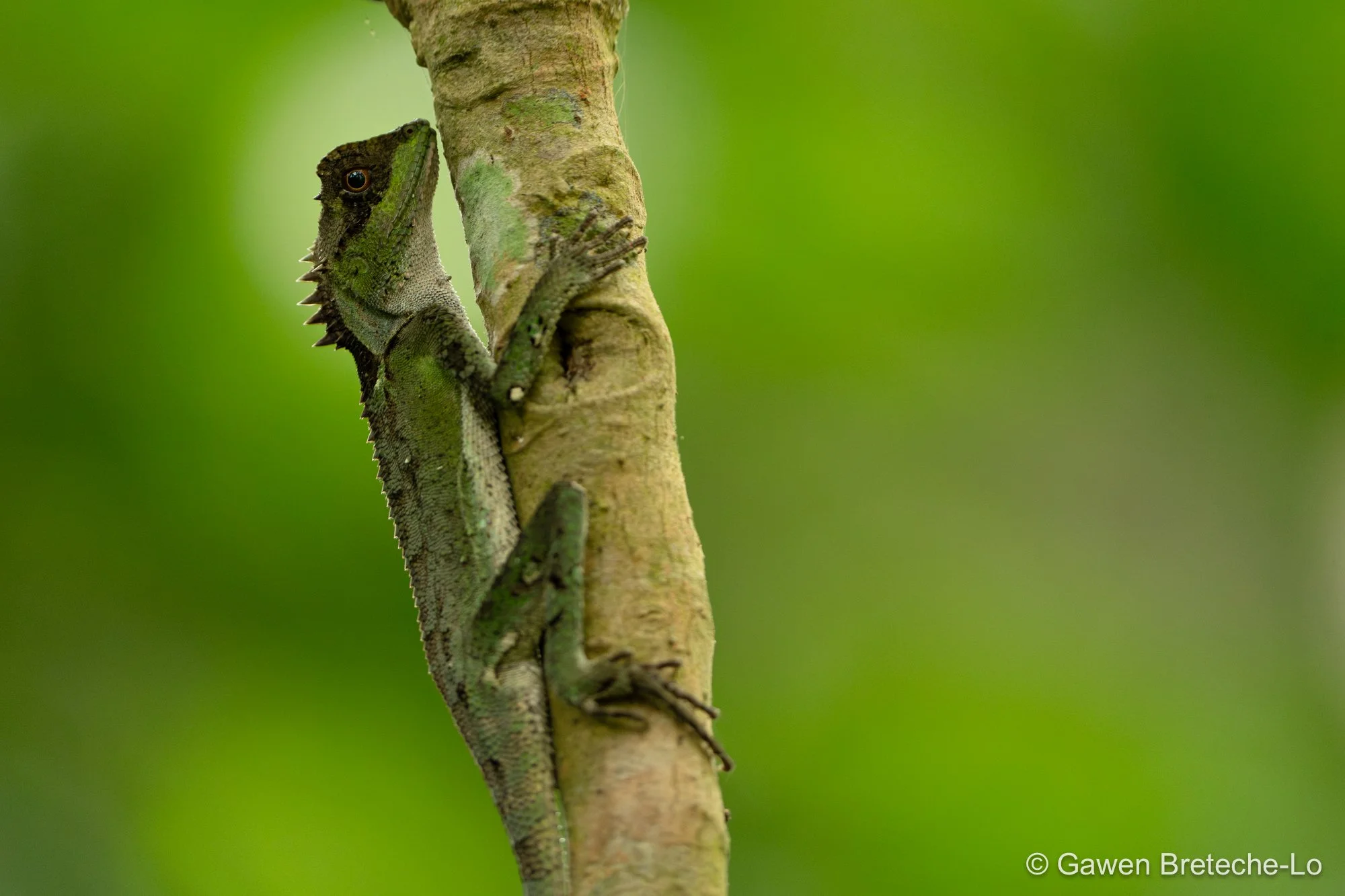 Scale-bellied Tree Lizard (Acanthosaura lepidogaster), North Vietnam 2026
