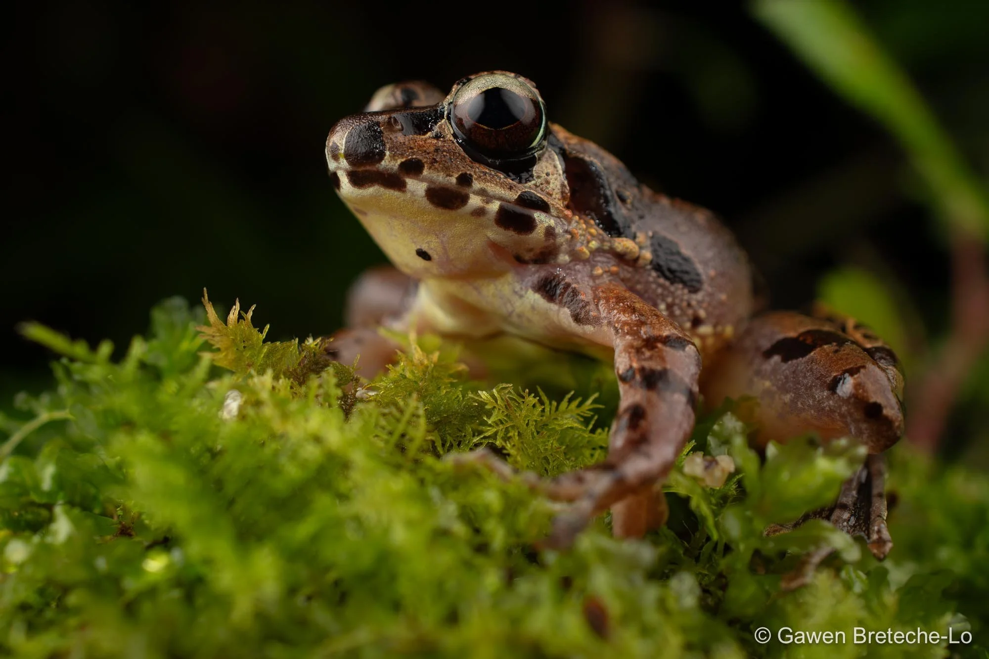 Hole-in-the-head Frog (Huia cavitympanum) ● Sabah, Malaysia 2026
