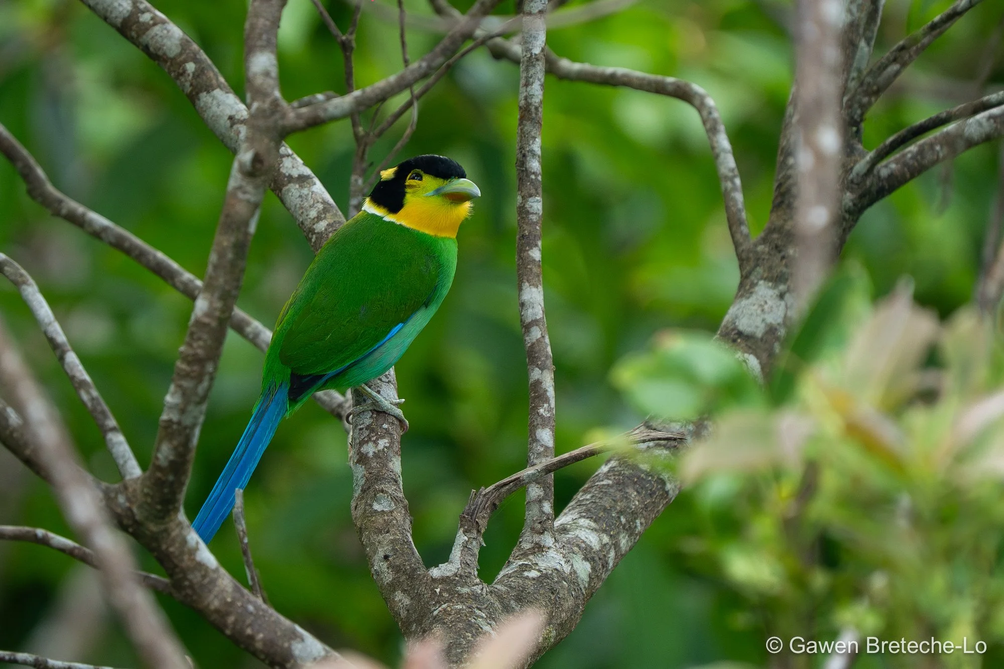 Long-tailed Broadbill (Psarisomus dalhousiae), Central Vietnam 2026