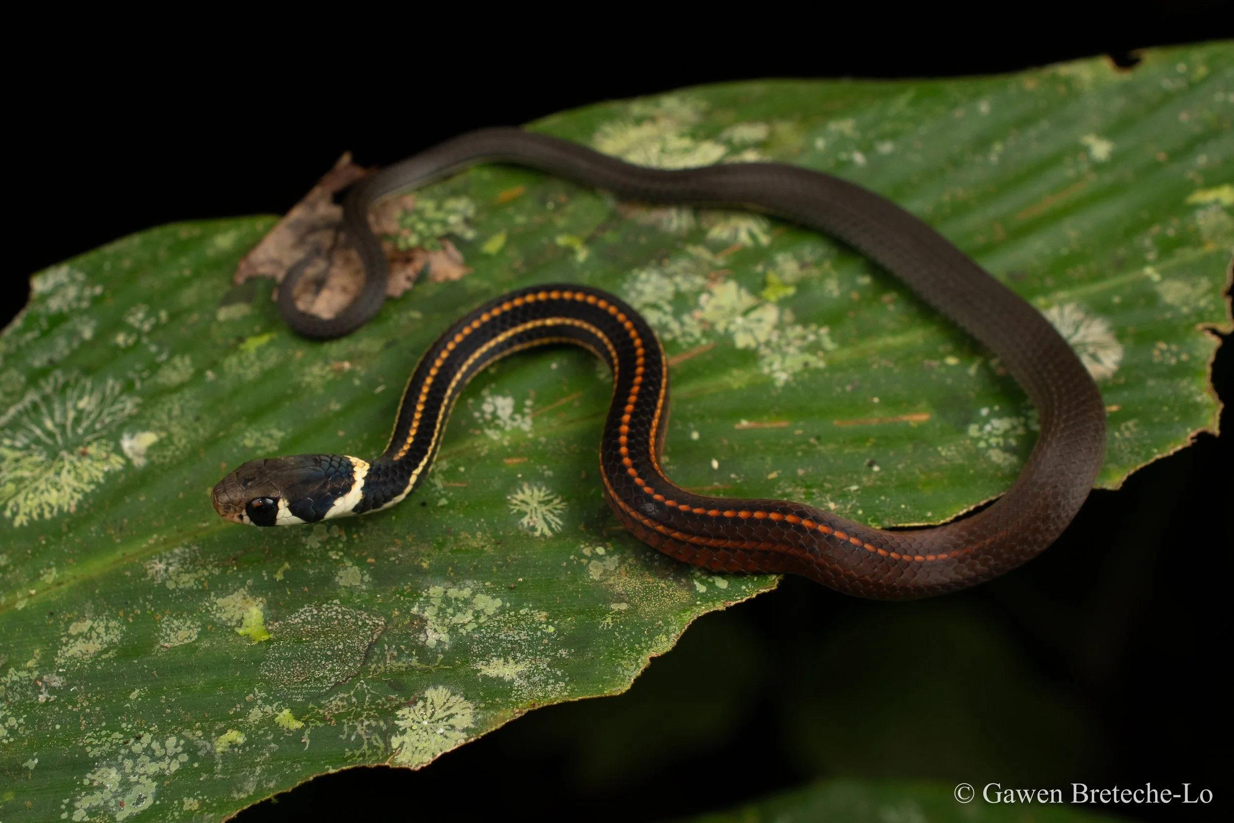 A juvenile Long-tailed Ringneck, a rarely seen colubrid (Tawau, Sabah)