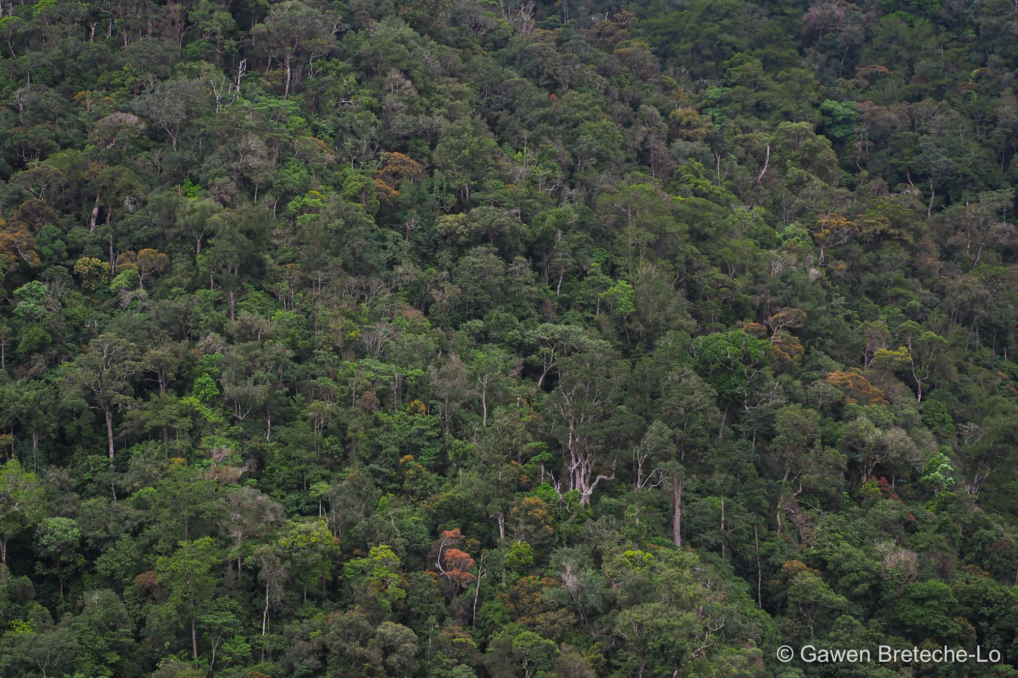 Forest canopy on the foothills of Mount Kinabalu ● Sabah, Borneo 2017