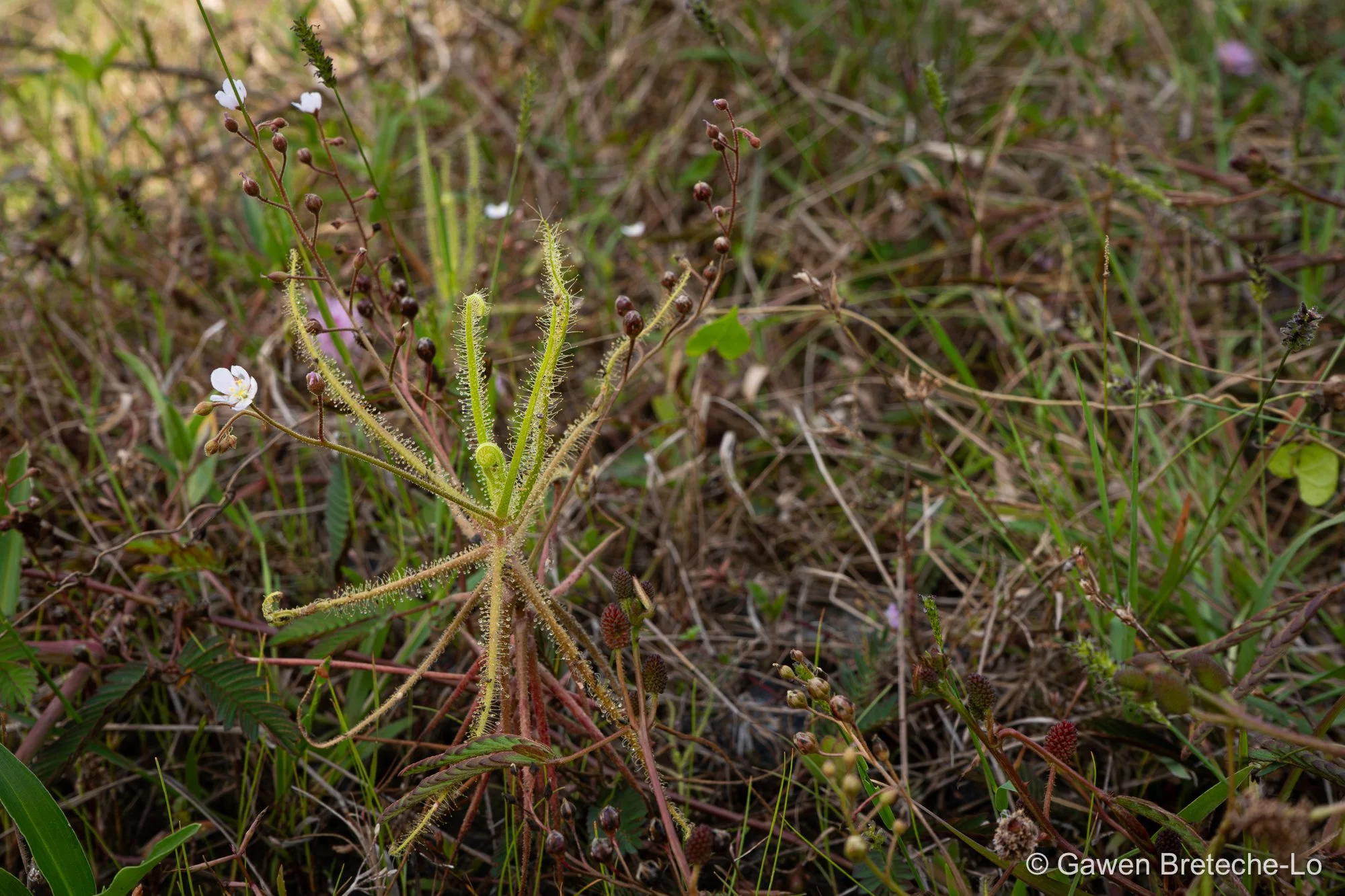 Carnivorous Sundew (Drosera finlaysonii), Central Vietnam 2026