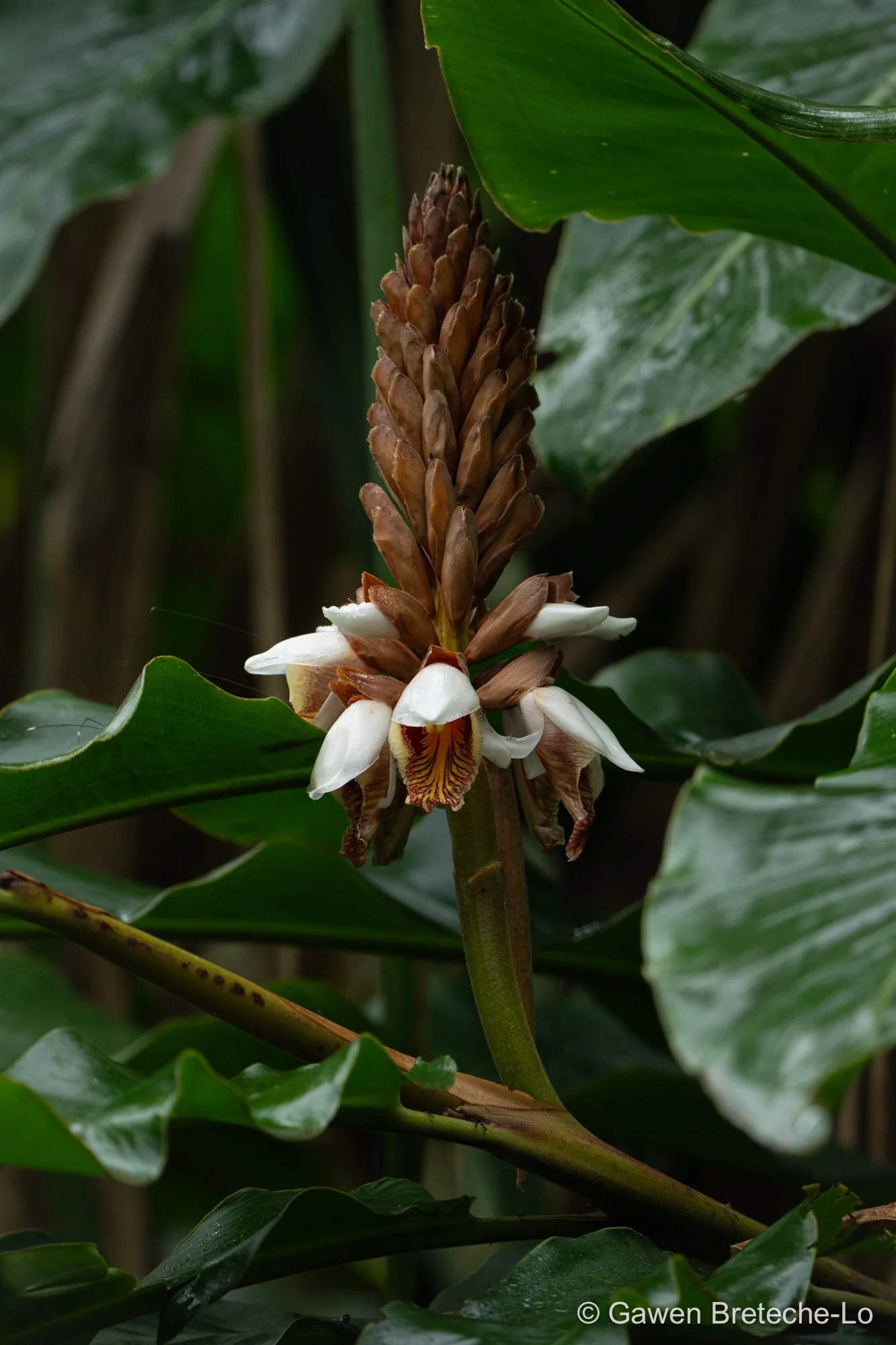 Hainan Galangal (Alpinia hainanensis), North Vietnam 2026