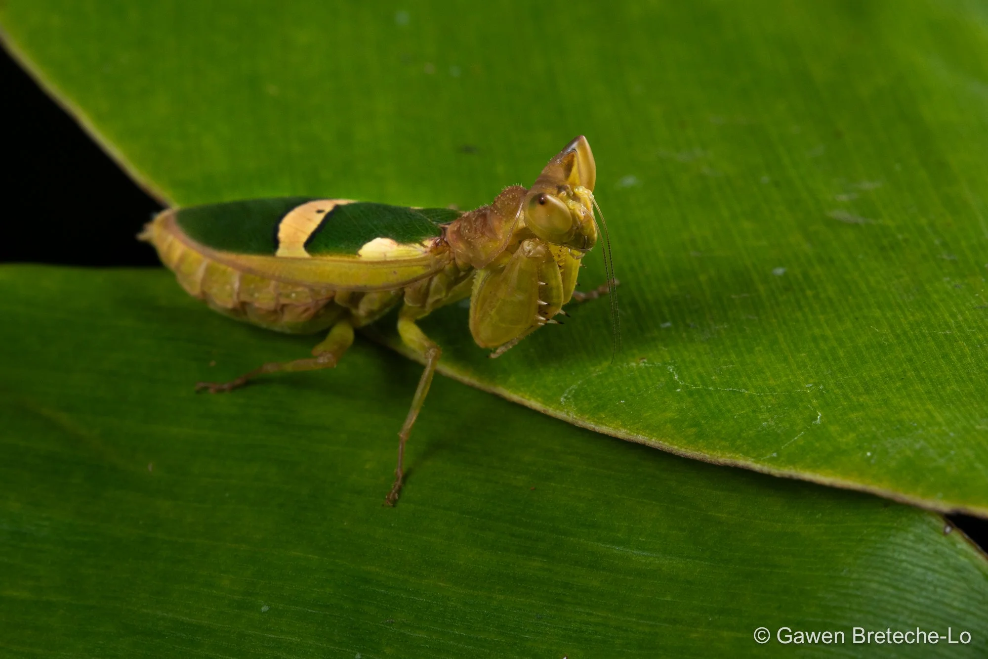 Flower Mantis (Creobroter episcopalis) ● Sarawak, Borneo 2022