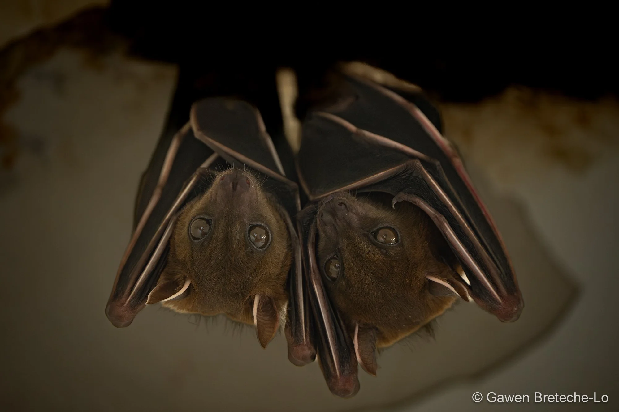 Lesser Short-nosed Fruit Bat (Cynopterus brachyotis), Perak, Malaysia 2026